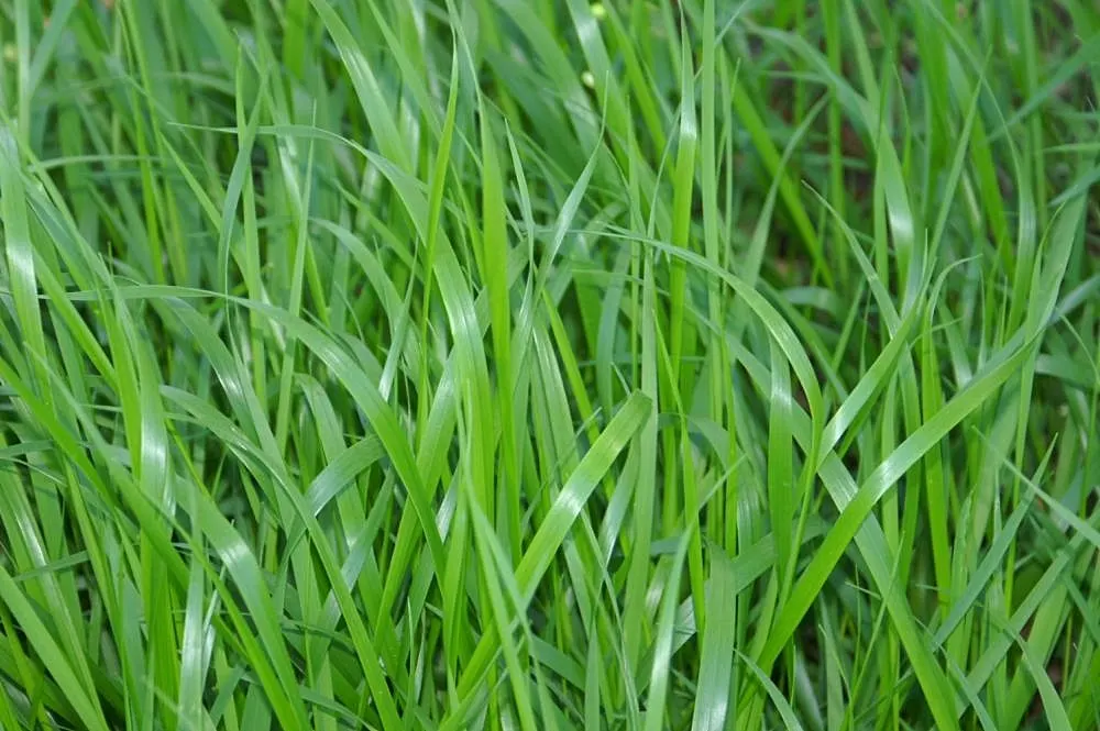 St. Augustine Grass (Lawn) (Stenotaphrum Secundatum) — is a widely chosen lawn grass for warm