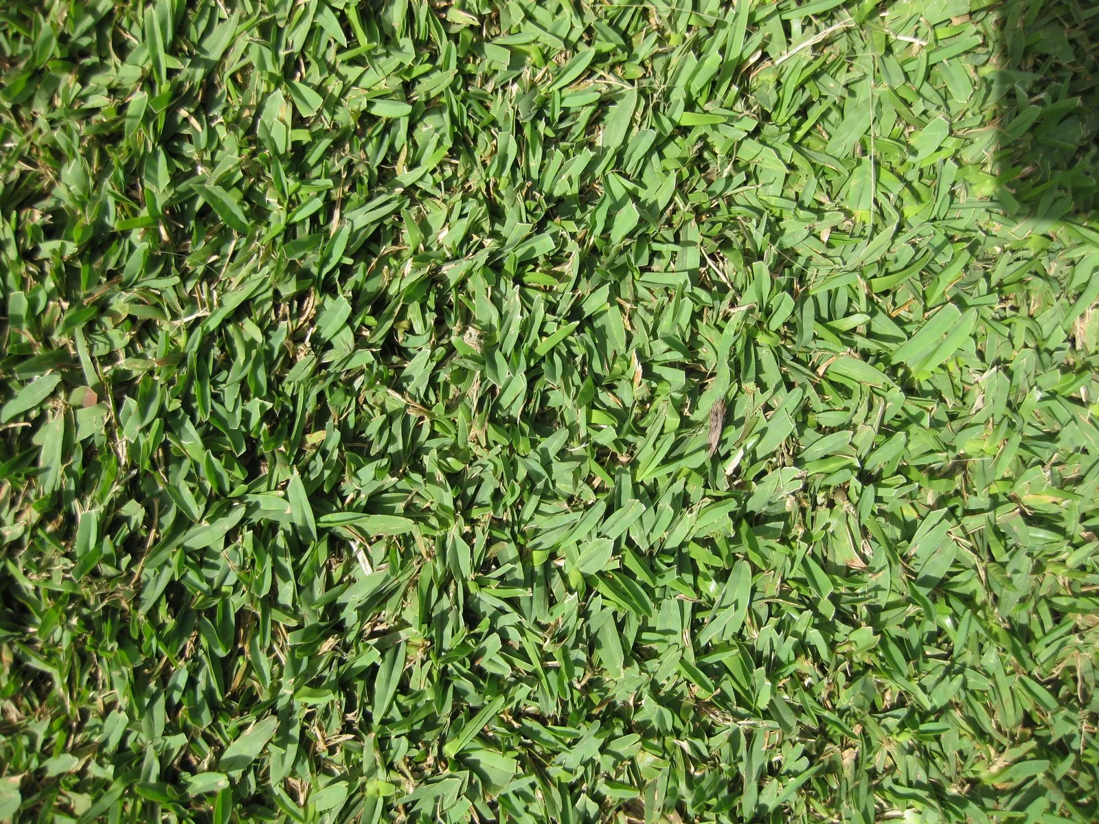 St. Augustine Grass (Lawn) (Stenotaphrum Secundatum) — this species necessitates about 0.5 to 0.75 inches of water per watering session; stenotaphrum