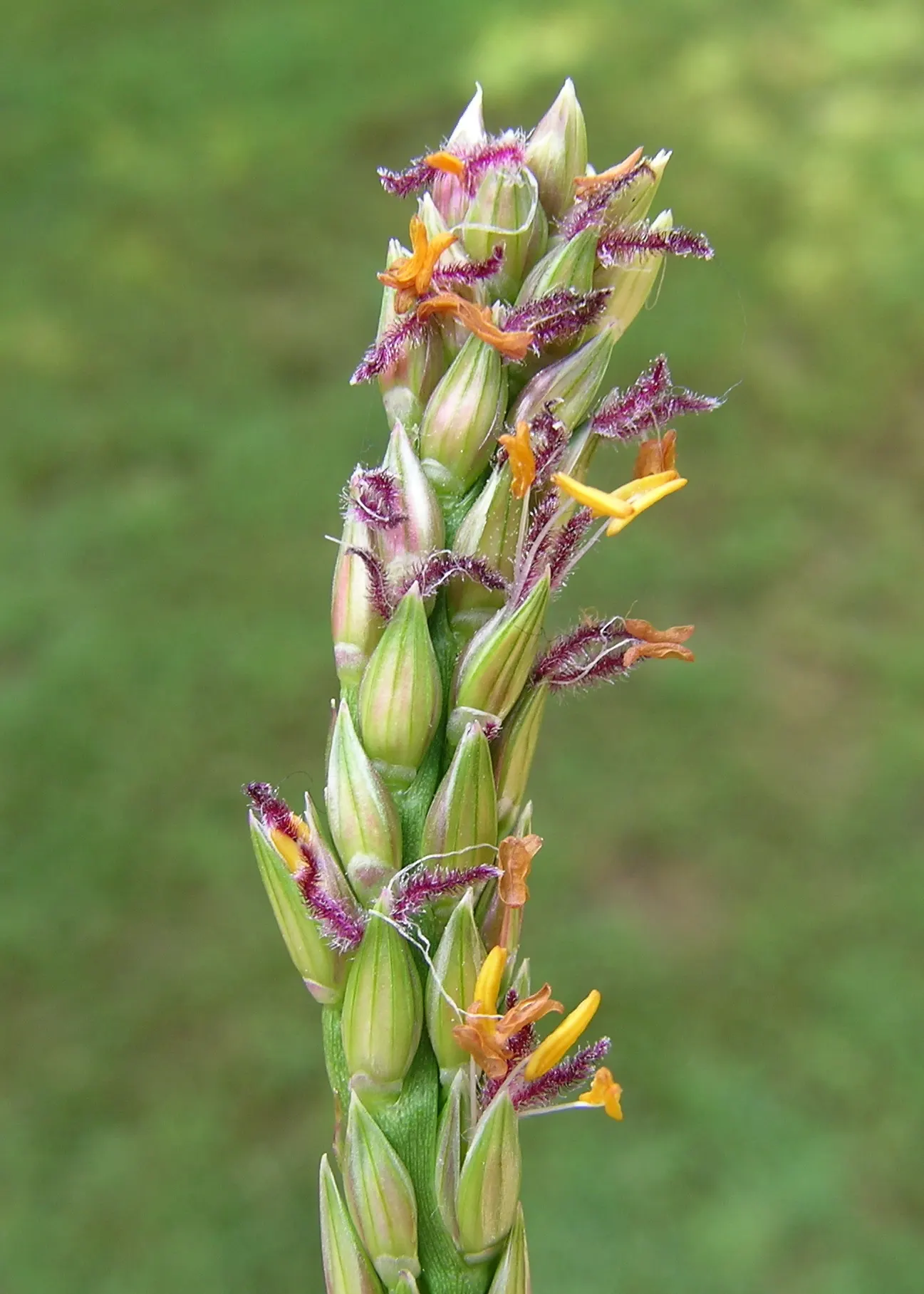 St. Augustine Grass (Lawn) (Stenotaphrum Secundatum) — grass for full or half or shade