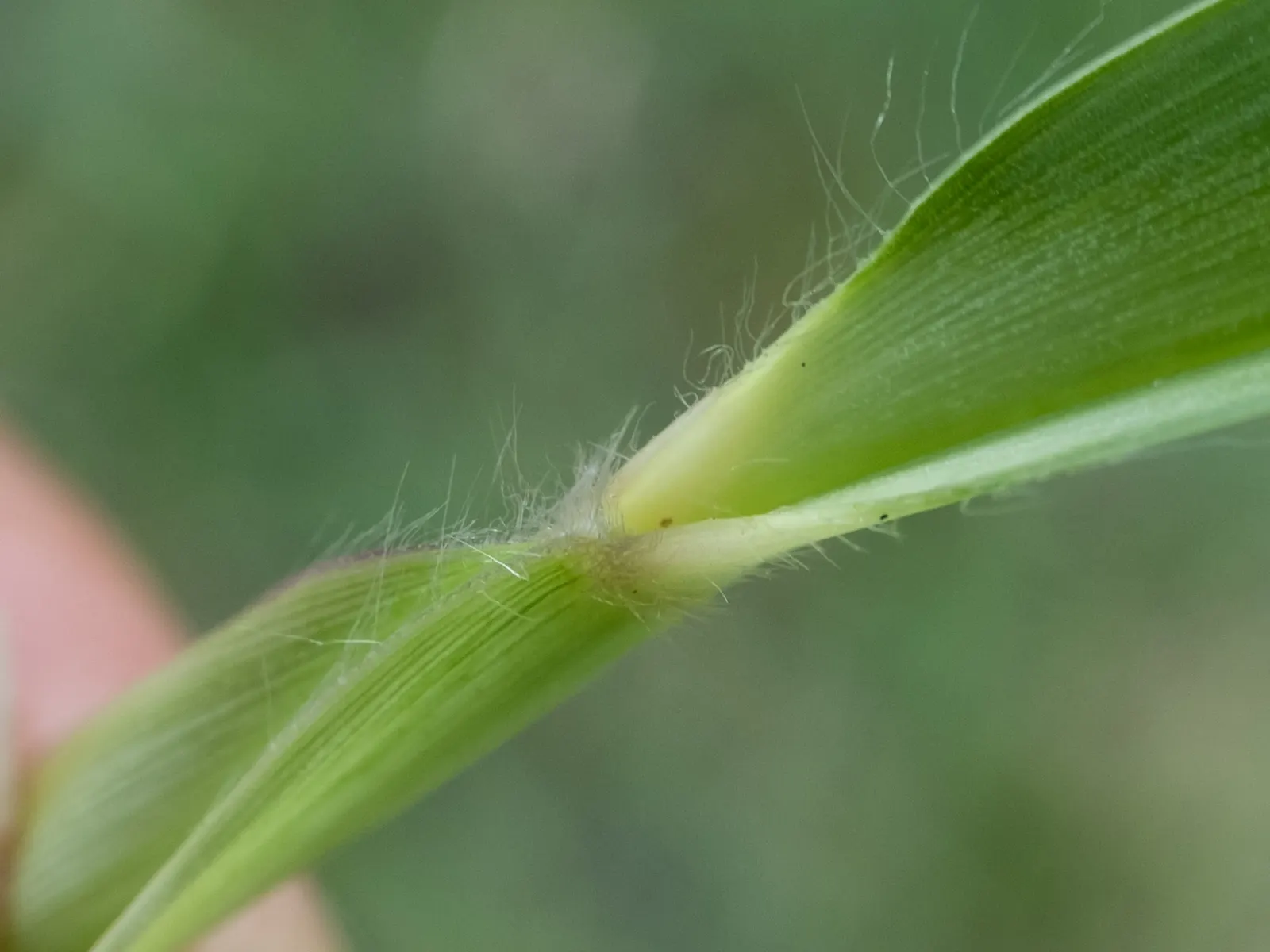 St. Augustine Grass (Lawn) (Stenotaphrum Secundatum) — The recommended mowing height for maintaining a healthy St; coastal areas with its ability to thrive in