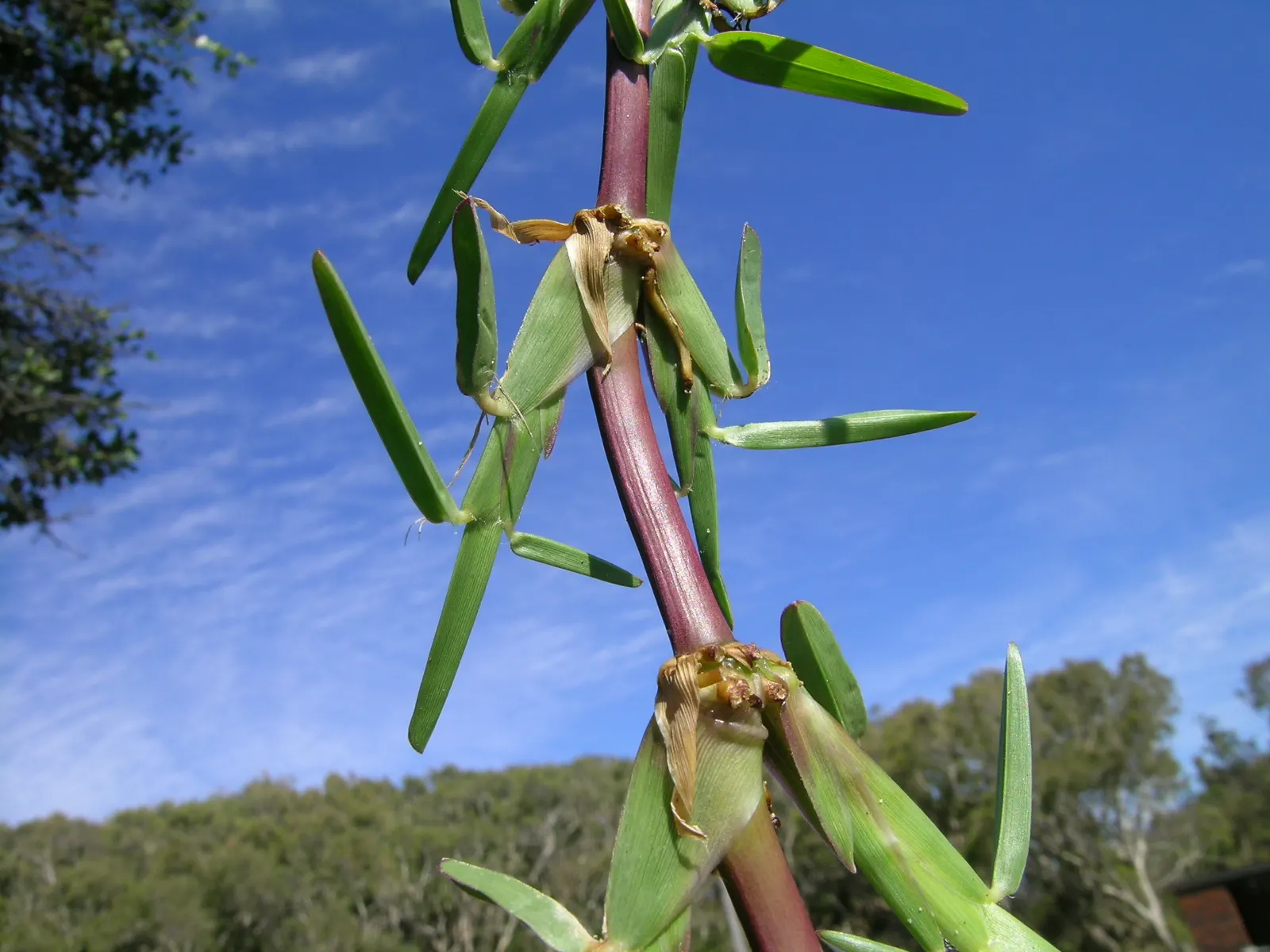 St. Augustine Grass (Lawn) (Stenotaphrum Secundatum) — It creates a dense mat and tolerates shade well; augustine Grass, thrives in warm, coastal regions