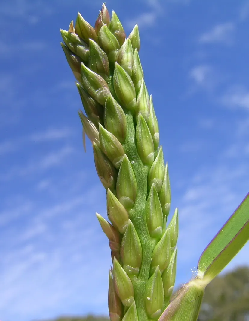 St. Augustine Grass (Lawn) (Stenotaphrum Secundatum) — Augustine lawn is between 2.5 to 4 inches; this species necessitates about 0.5 to 0.75 inches of water