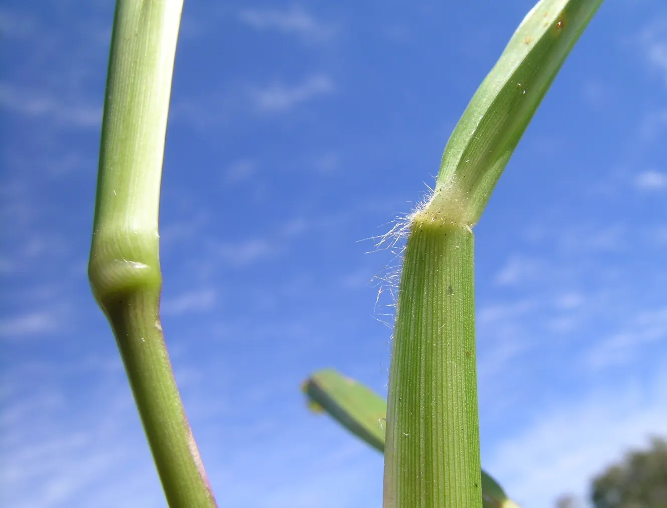 St. Augustine Grass (Lawn) (Stenotaphrum Secundatum) — but requires at least 4 inches of rainfall or irrigation monthly