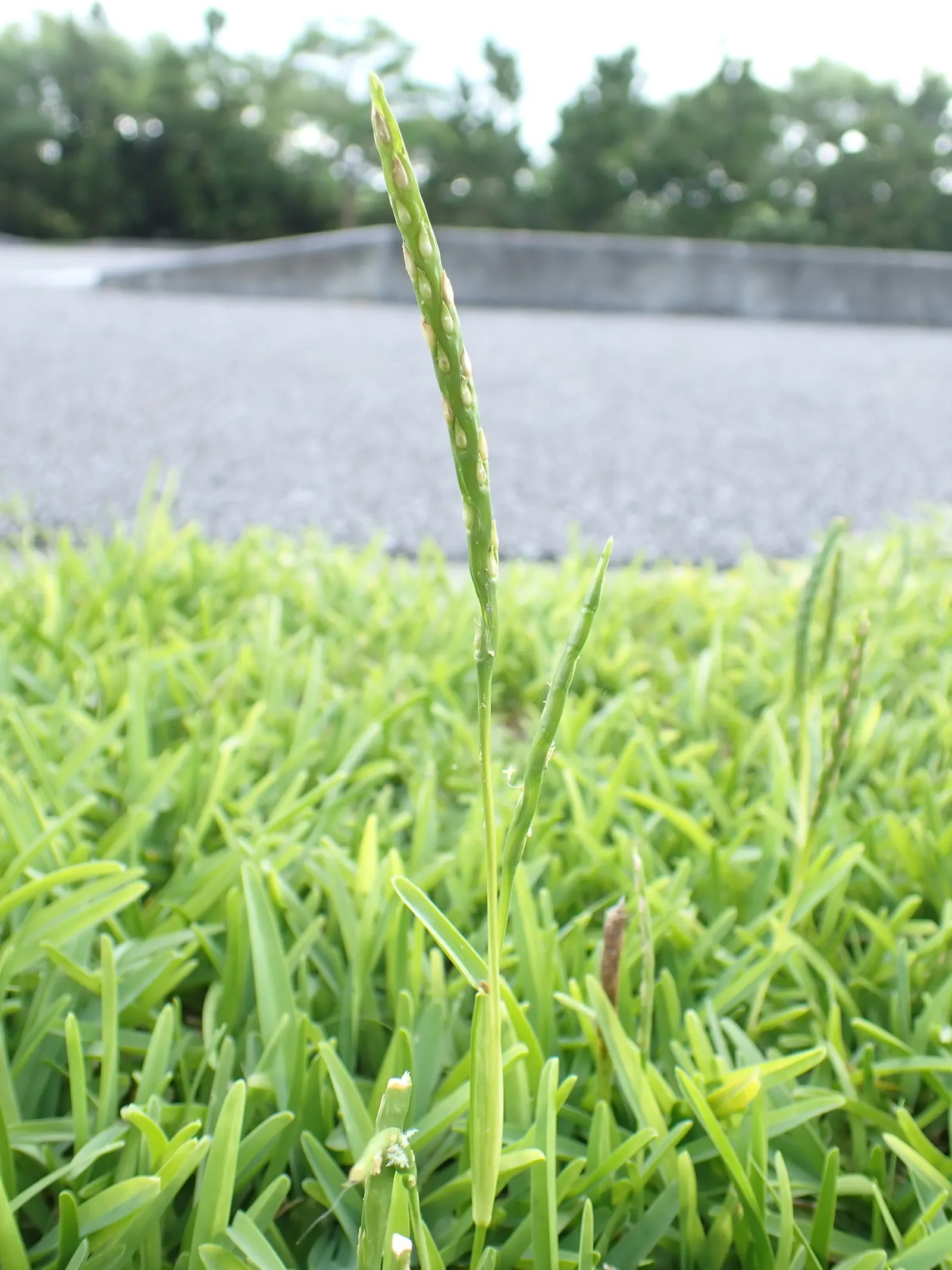 St. Augustine Grass (Lawn) (Stenotaphrum Secundatum) — making it a luxurious foundation for any garden landscape