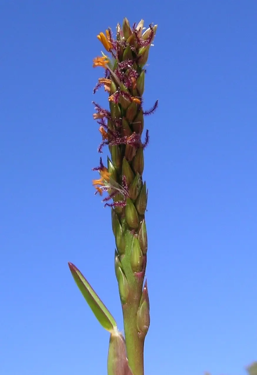St. Augustine Grass (Lawn) (Stenotaphrum Secundatum) — this species necessitates about 0.5 to 0.75 inches of water per watering session
