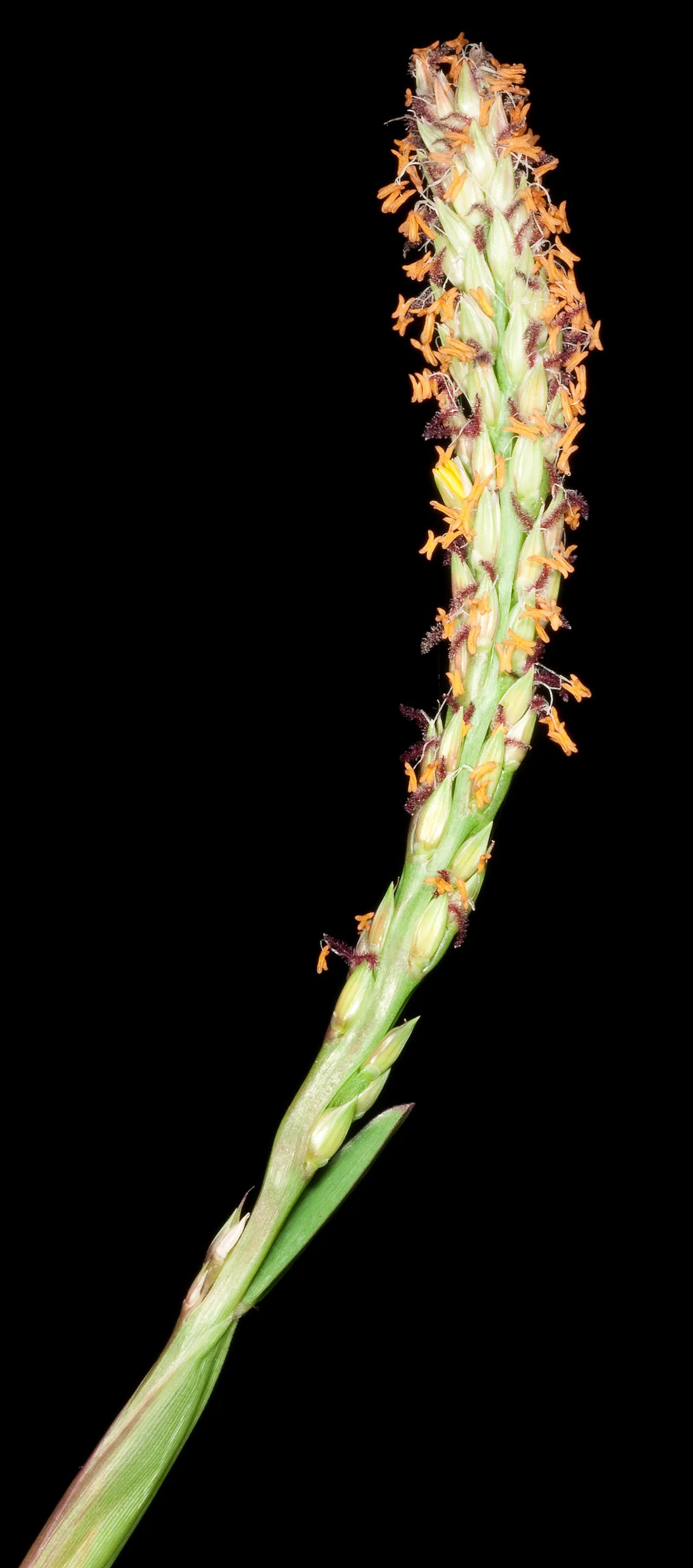 St. Augustine Grass (Lawn) (Stenotaphrum Secundatum) — flat blades that exhibit a lush, image 35