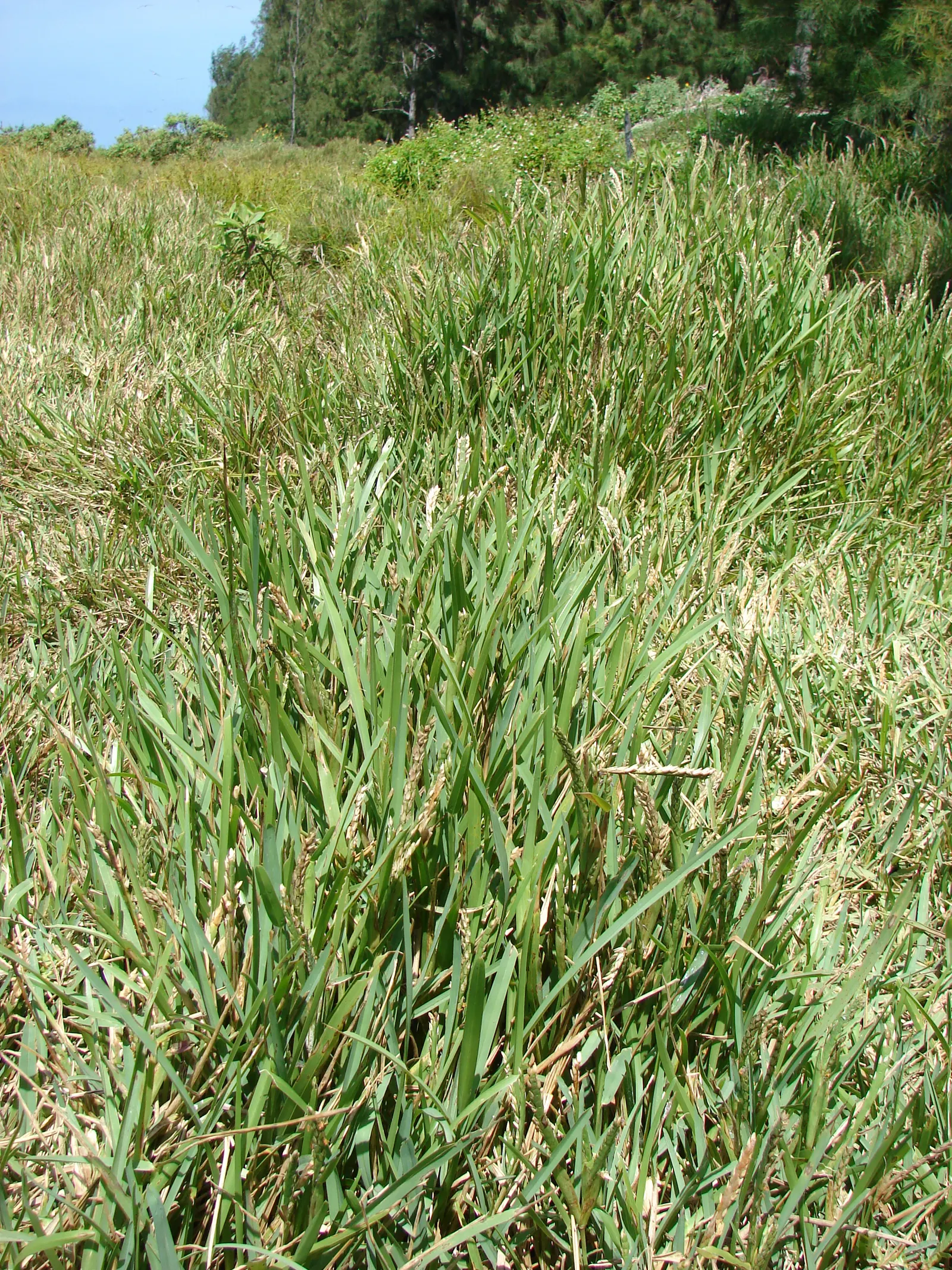 St. Augustine Grass (Lawn) (Stenotaphrum Secundatum) — deep green color when nourished adequately.<br><br>Ideal for USDA Zones 8 through 10