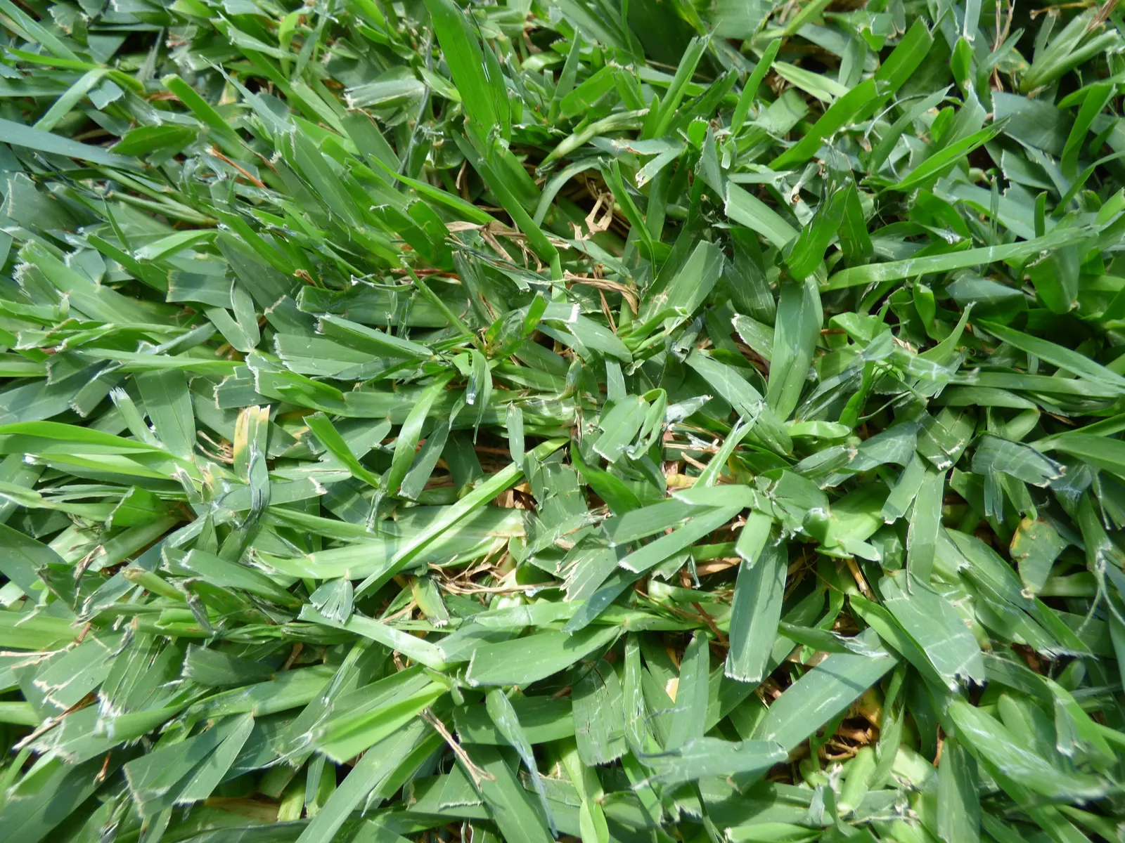 St. Augustine Grass (Lawn) (Stenotaphrum Secundatum) — Augustine lawn is between 2.5 to 4 inches