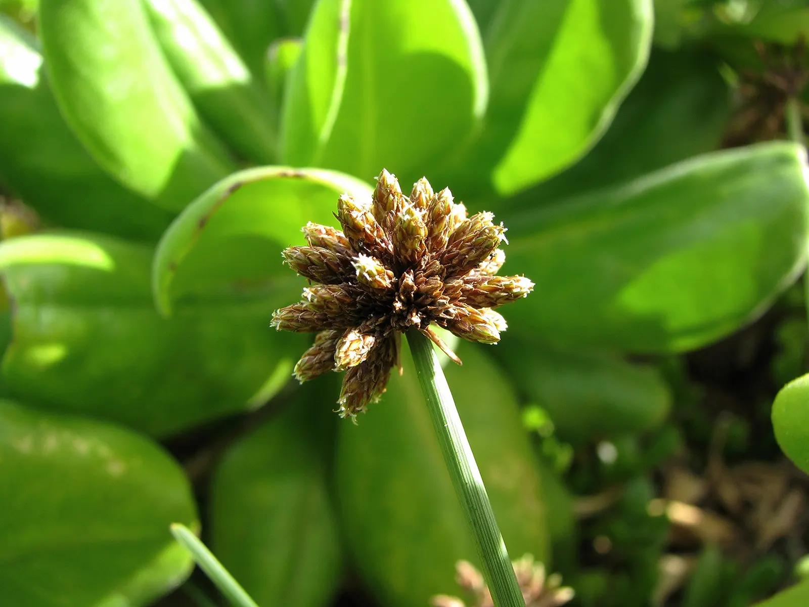 St. Augustine Grass (Lawn) (Stenotaphrum Secundatum) — Augustine Grass has susceptibility to these issues