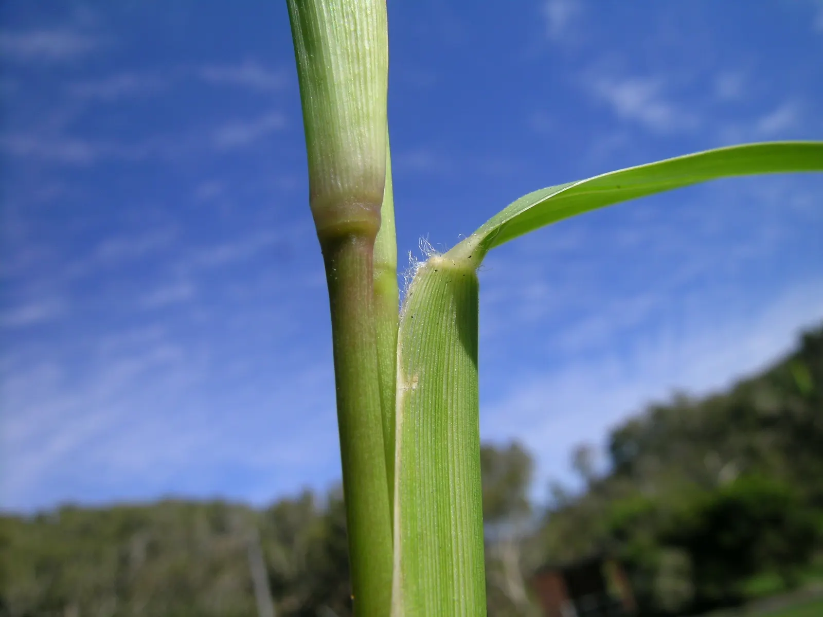 St. Augustine Grass (Lawn) (Stenotaphrum Secundatum) — <br><br>Being vigilant for pests like chinch bugs and diseases such as gray leaf spot is, image 43