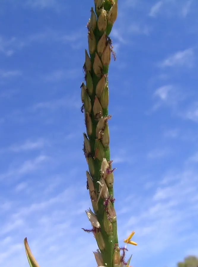 St. Augustine Grass (Lawn) (Stenotaphrum Secundatum) — This grass variety boasts a lush, blue-green hue with broad, flat blades approximately 0.25, image 26