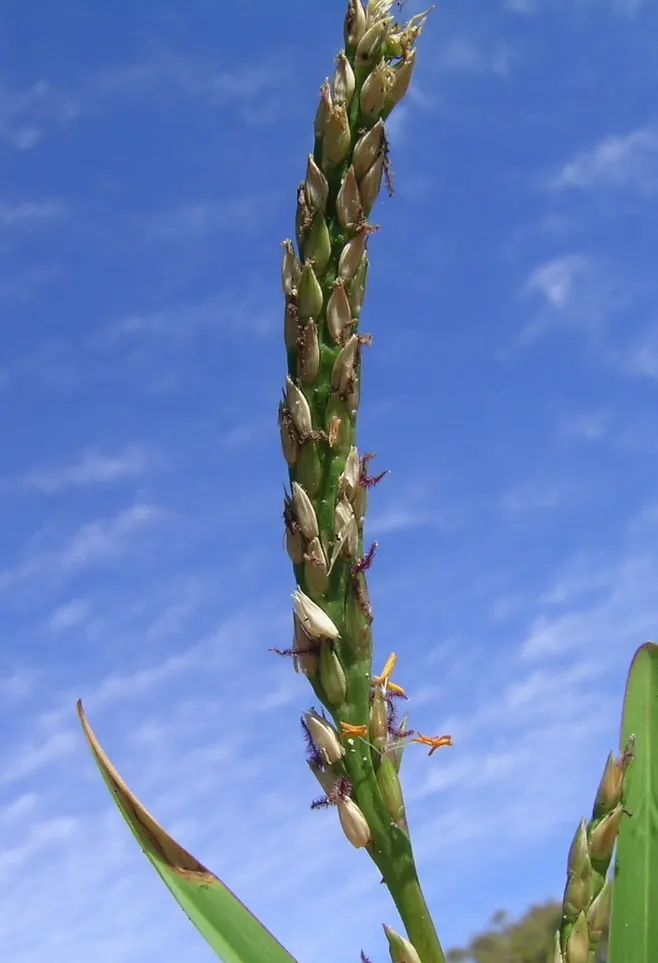 St. Augustine Grass (Lawn) (Stenotaphrum Secundatum) — However, it does offer respectable shade tolerance compared to other warm-season grasses