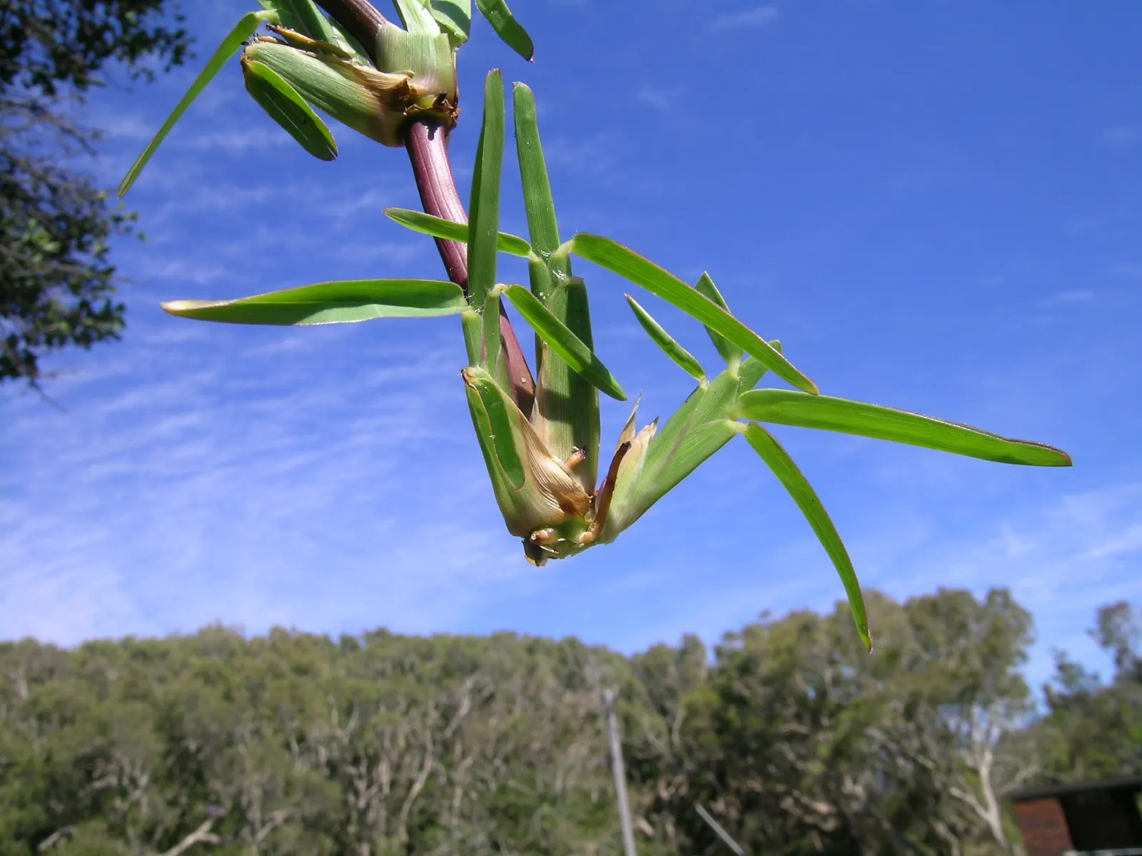 St. Augustine Grass (Lawn) (Stenotaphrum Secundatum) — deep green color when nourished adequately.<br><br>Ideal for USDA Zones 8 through 10; depending on
