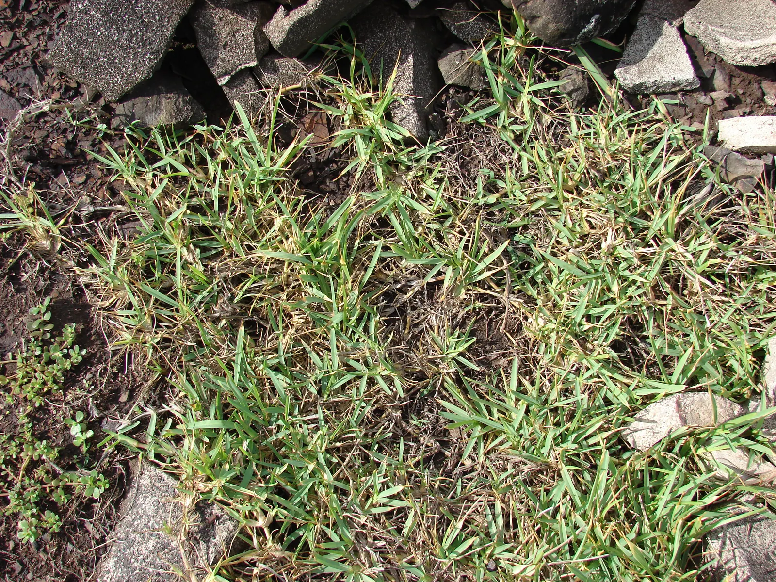 St. Augustine Grass (Lawn) (Stenotaphrum Secundatum) — It creates a dense mat and tolerates shade well; augustine Grass, thrives in warm, coastal, image 50