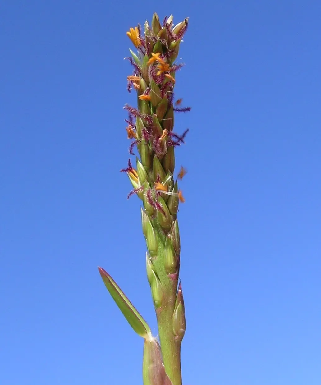 St. Augustine Grass (Lawn) (Stenotaphrum Secundatum) — scientifically known as Stenotaphrum secundatum