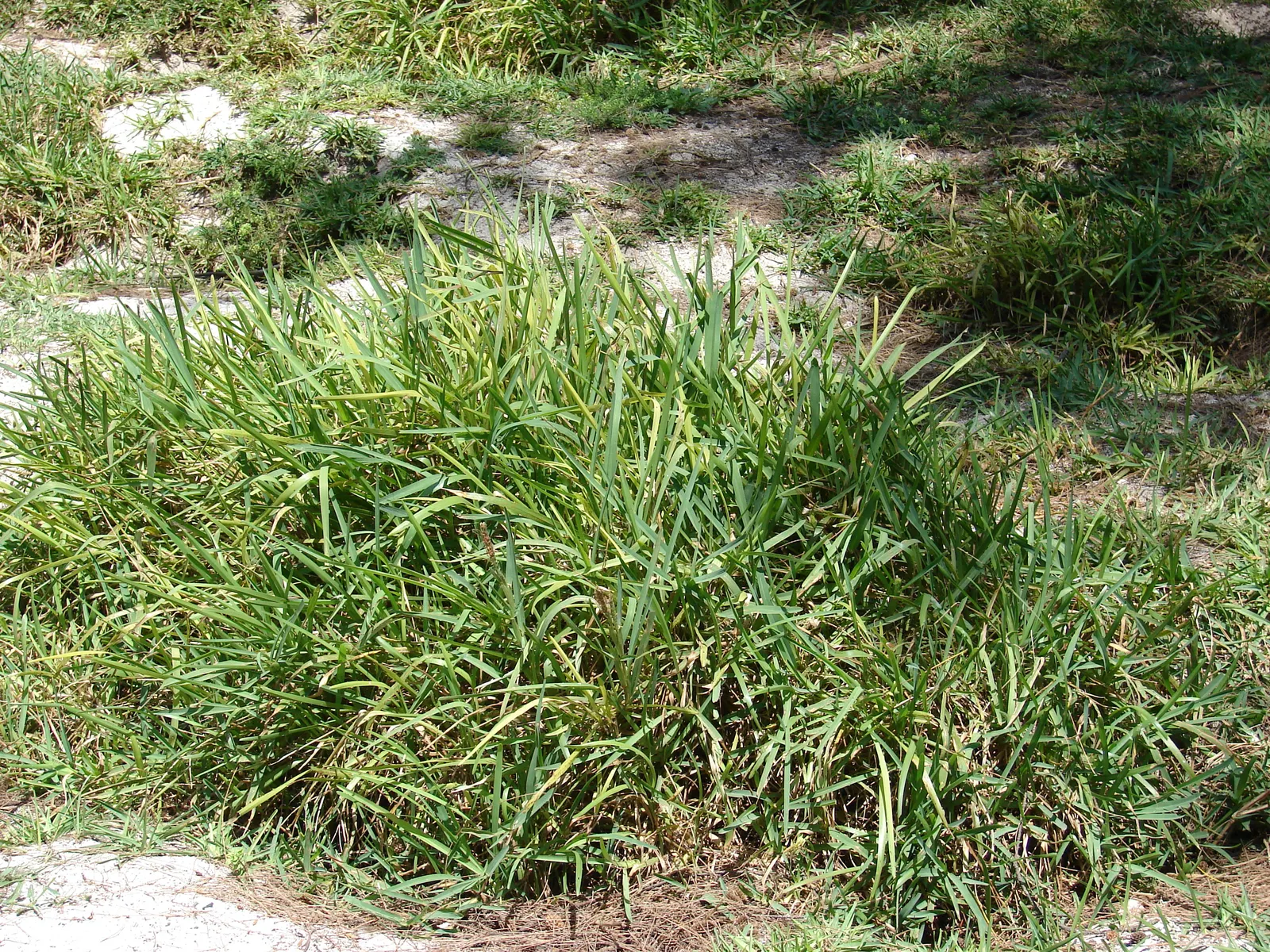 St. Augustine Grass (Lawn) (Stenotaphrum Secundatum) — It creates a dense mat and tolerates shade well
