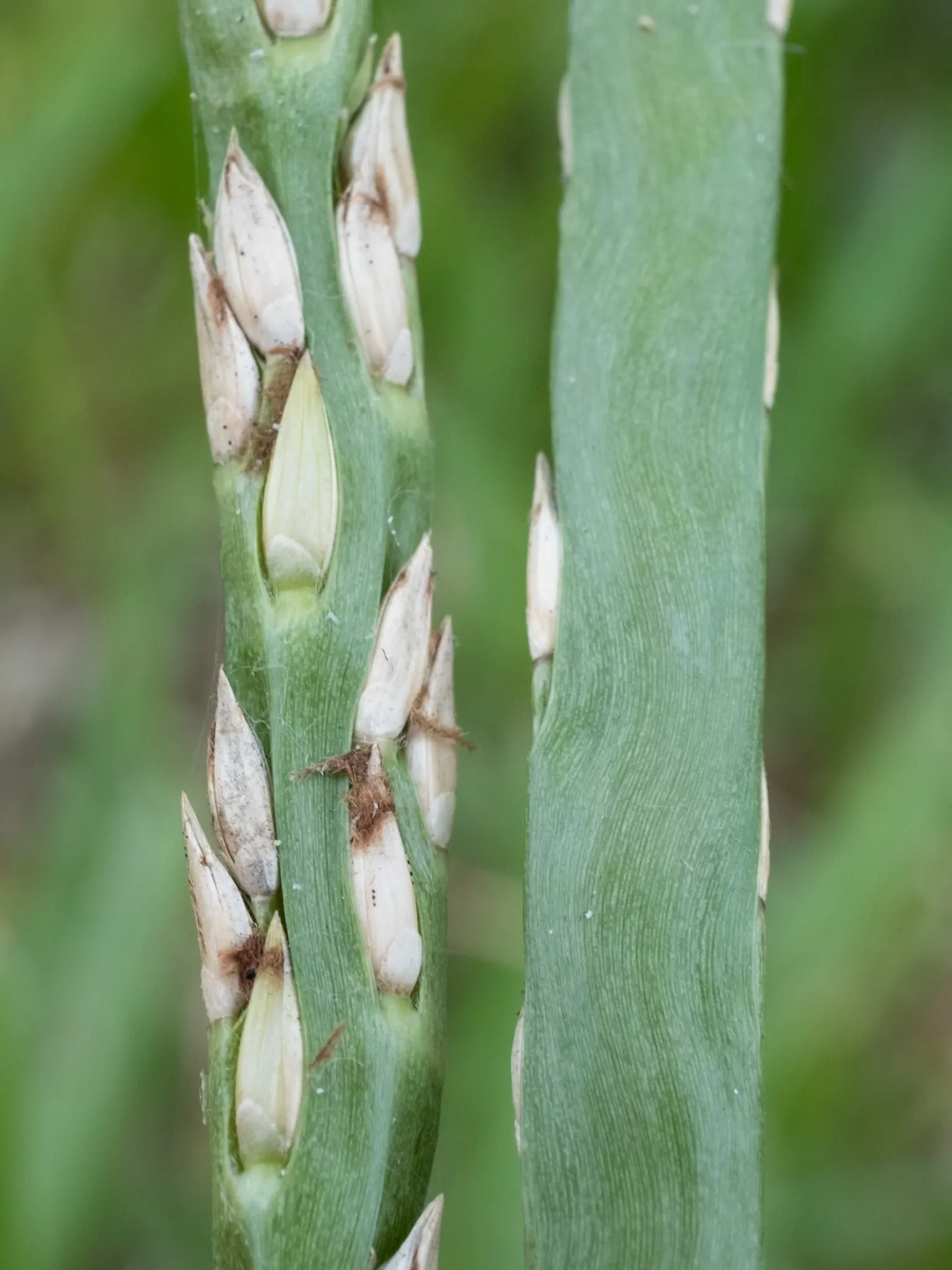 St. Augustine Grass (Lawn) (Stenotaphrum Secundatum) — <br><br>Being vigilant for pests like chinch bugs and diseases such as gray leaf spot is crucial, as St
