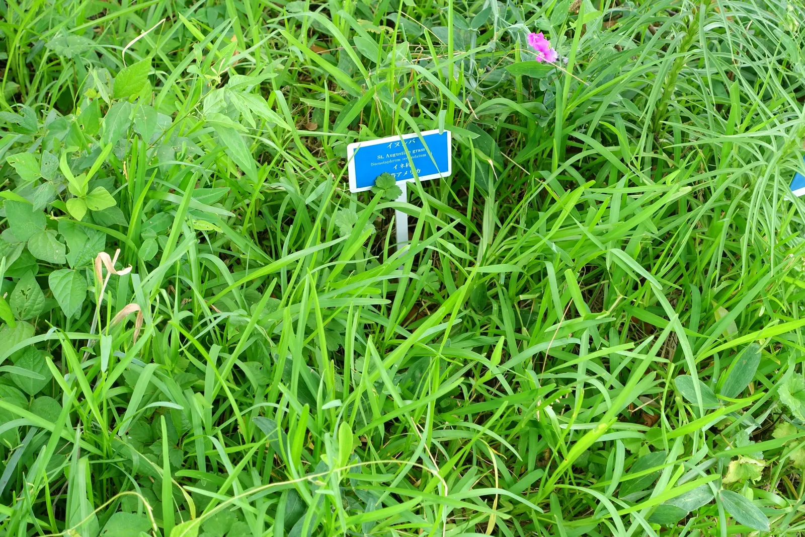 St. Augustine Grass (Lawn) (Stenotaphrum Secundatum) — Stenotaphrum secundatum, commonly known as St; it creates a dense mat and tolerates shade well