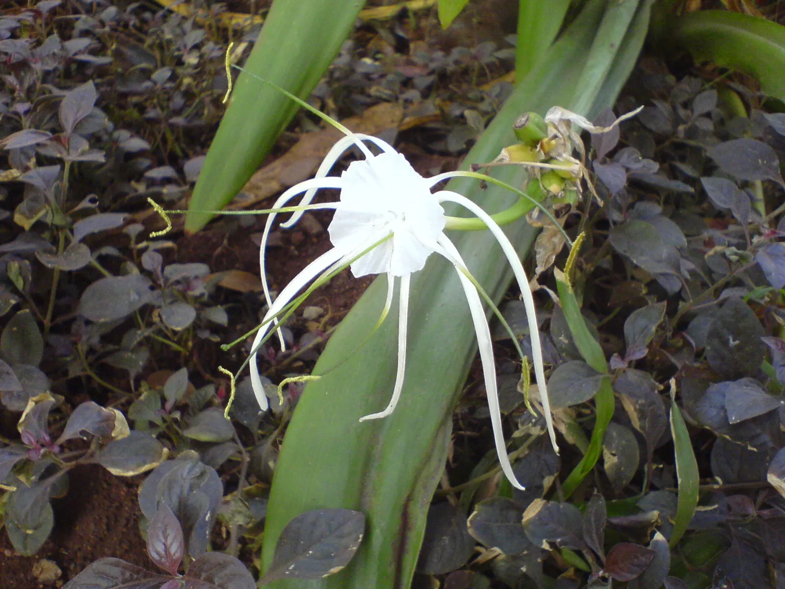 Spider Lily (Lycoris Radiata) — bulb with red blooms; their flowers are vibrant red with narrow, image 223