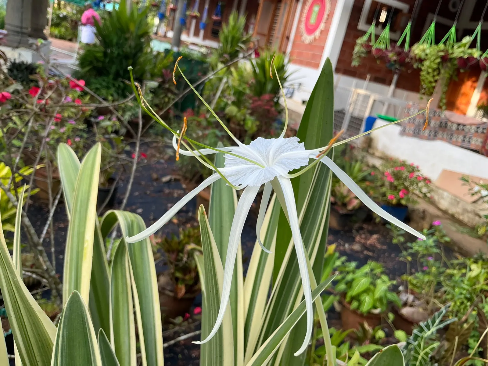Spider Lily (Lycoris Radiata) — though they will thrive with regular; reaching 1-2 feet in height, it's ideal for borders