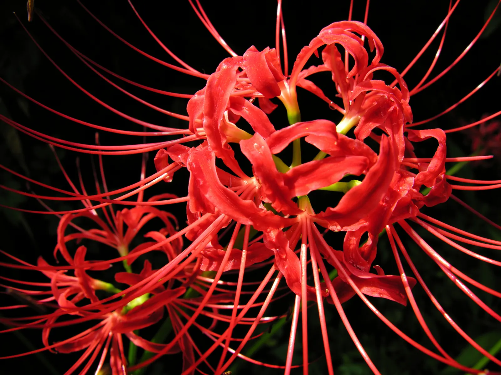 Spider Lily (Lycoris Radiata) — Blooms are deer-resistant, attracting onlookers but deterring wildlife; their flowers are vibrant red with narrow, image 147