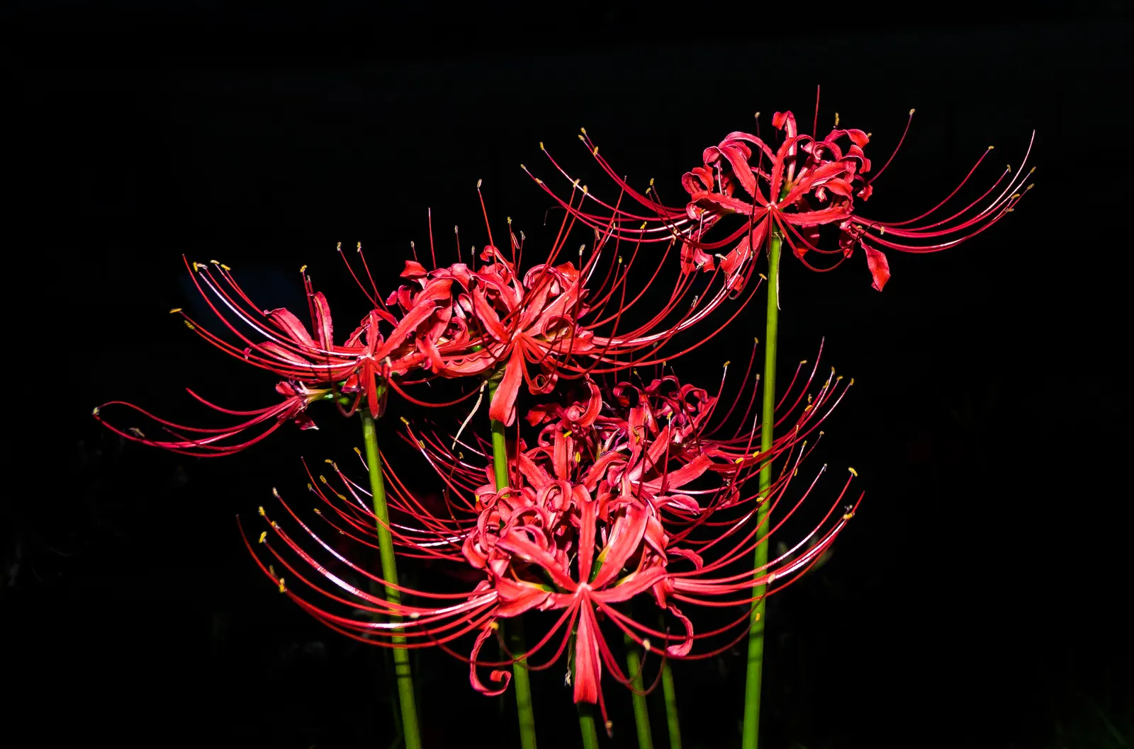 Spider Lily (Lycoris Radiata) — This adds depth and volume; ensuring a dramatic autumnal display in residential or commercial landscapes.<br><br>Remember