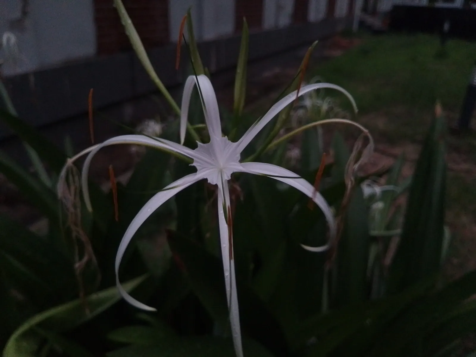 Spider Lily (Lycoris Radiata) — providing an eye-catching display when many other flowers have faded.<br><br>When designing with Spider Lilies; ensuring a
