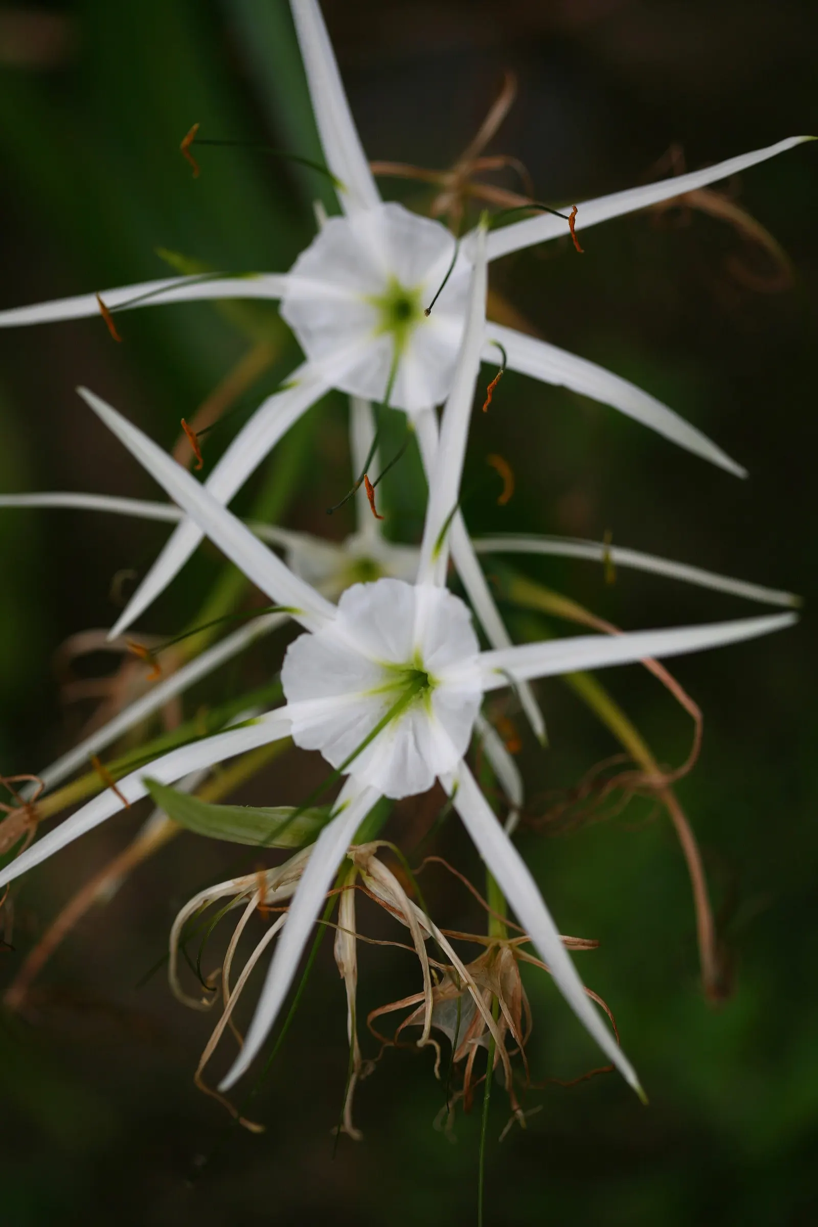 Spider Lily (Lycoris Radiata) — is an enchanting perennial bulb that adds a touch of exotic flair to any landscape; ensuring a dramatic autumnal, image 176