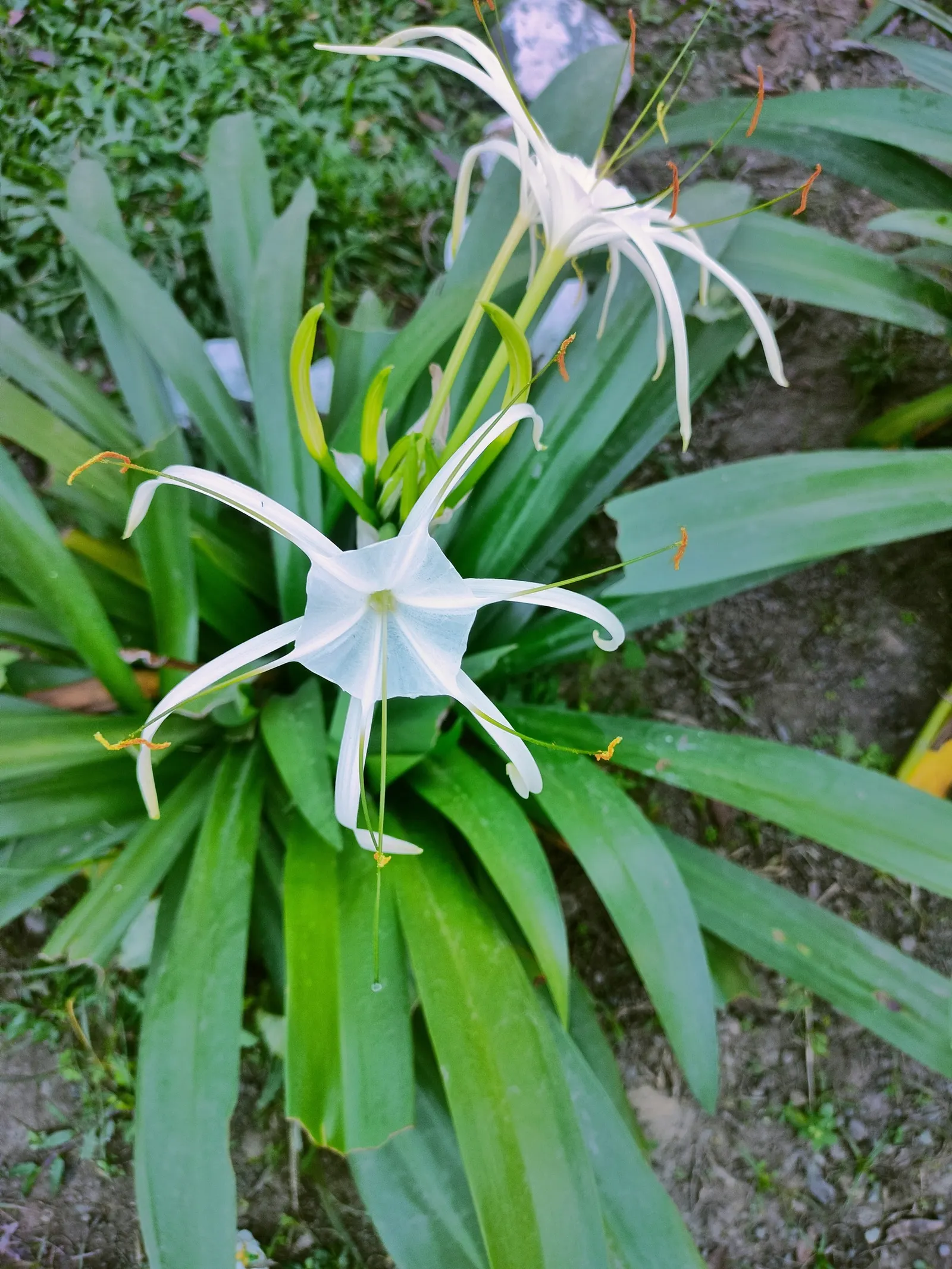 Spider Lily (Lycoris Radiata) — be mindful of their placement in gardens where pets or small children play; reaching 1-2 feet in height, it's ideal, image 77