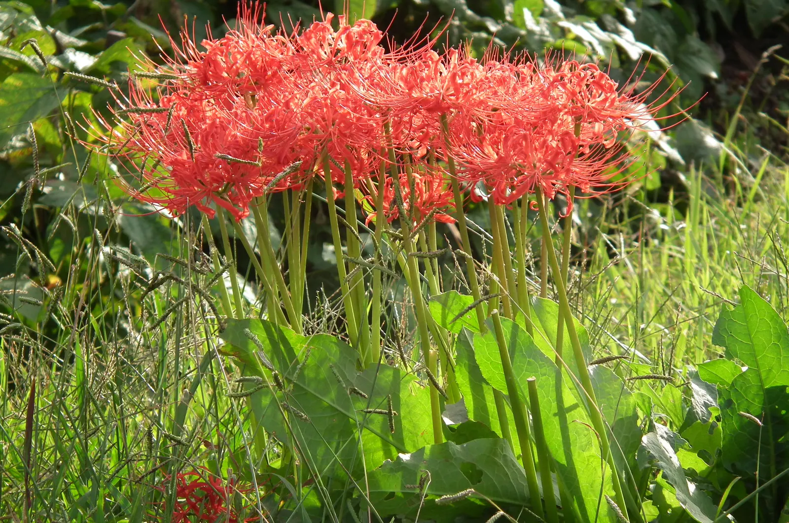 Spider Lily (Lycoris Radiata) — providing an eye-catching display when many other flowers have faded.<br><br>When designing with Spider Lilies, image 68