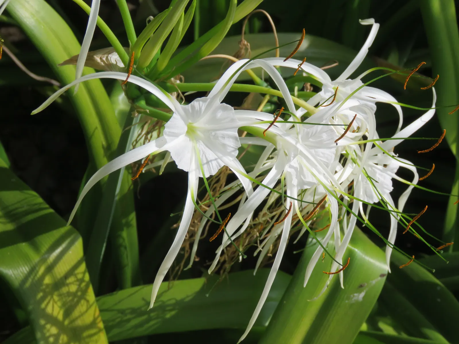 Spider Lily (Lycoris Radiata) — though they will thrive with regular; reaching 1-2 feet in height, it's ideal for borders, image 157