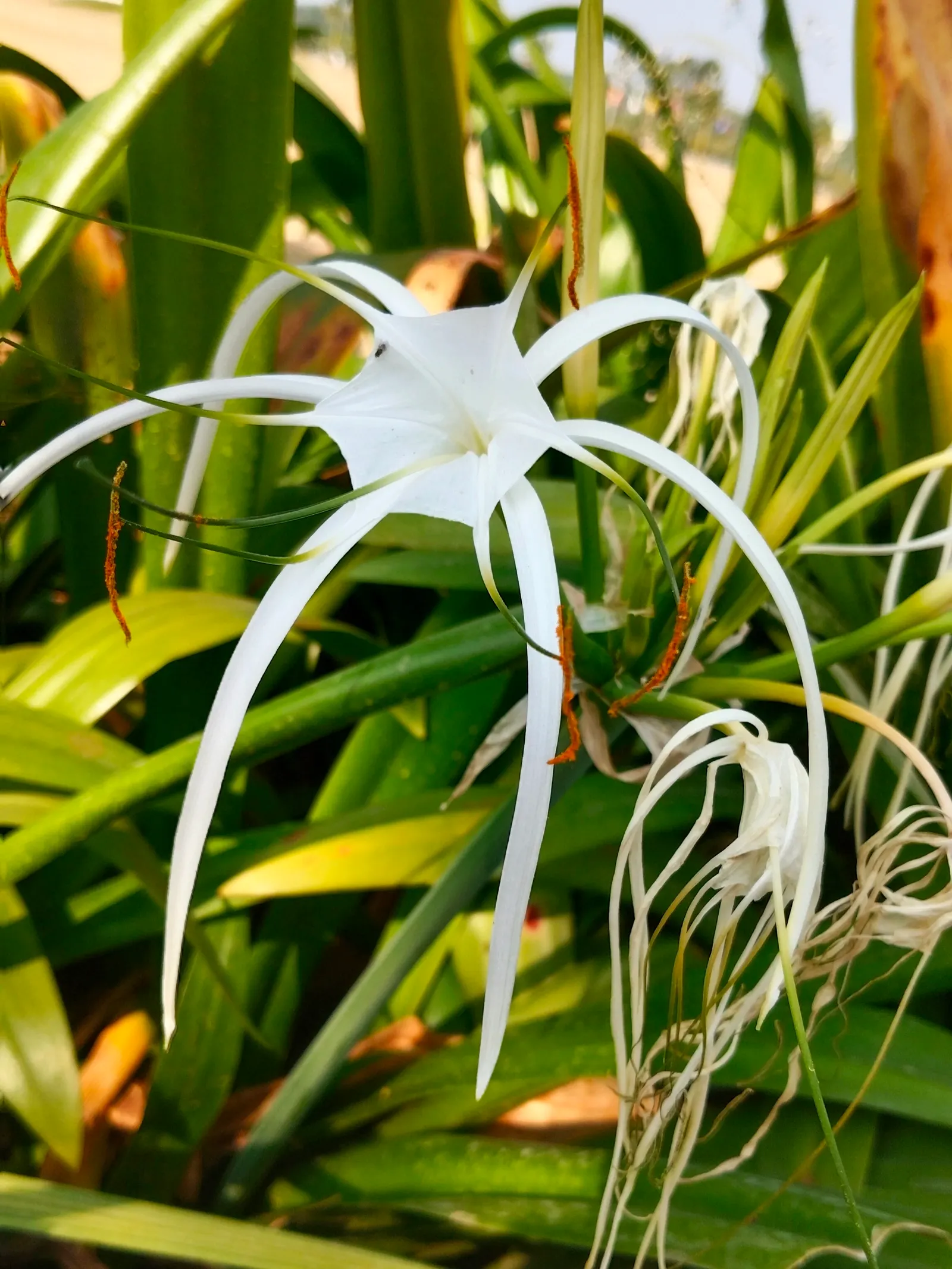 Spider Lily (Lycoris Radiata) — For visual impact, group them in clusters of 5 to 7 bulbs spaced approximately 8 to 10 inches apart; their flowers, image 79