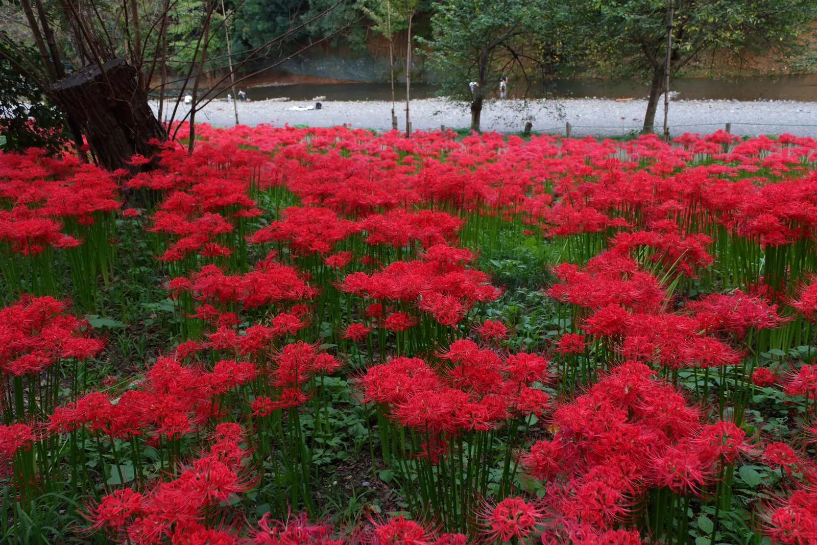 Spider Lily (Lycoris Radiata) — Moreover, these bulbs can naturalize over time, forming impressive clumps; which emerge in late summer to early fall, image 106
