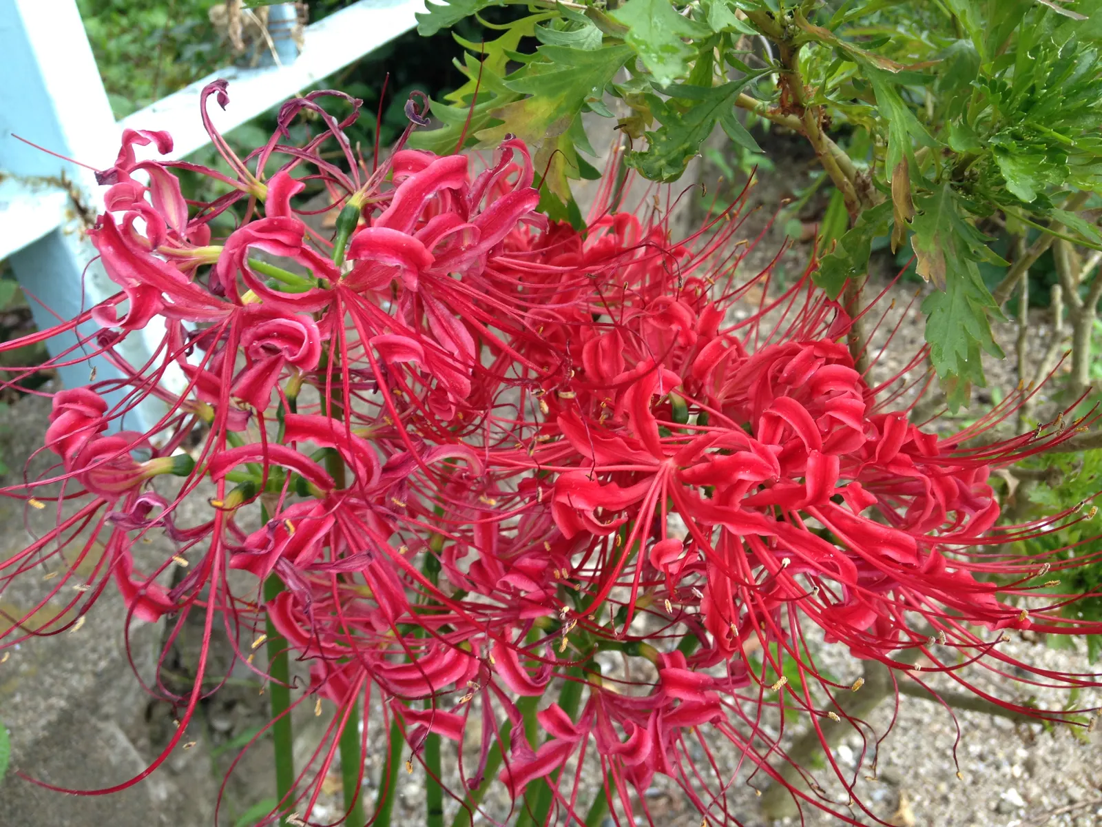 Spider Lily (Lycoris Radiata) — be mindful of their placement in gardens where pets or small children play; reaching 1-2 feet in height, it's ideal, image 133