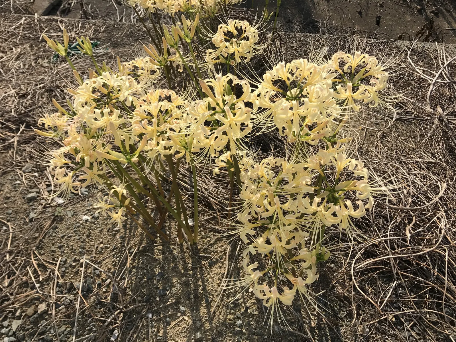 Spider Lily (Lycoris Radiata) — These plants prefer well-drained soil and are relatively drought tolerant once established; their flowers are, image 211