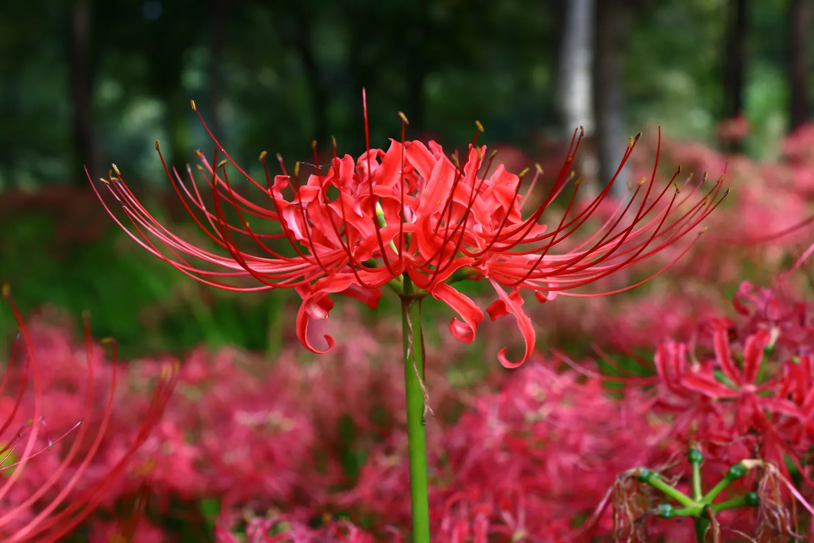 Spider Lily (Lycoris Radiata) — For visual impact, group them in clusters of 5 to 7 bulbs spaced approximately 8 to 10 inches apart; their flowers are vibrant