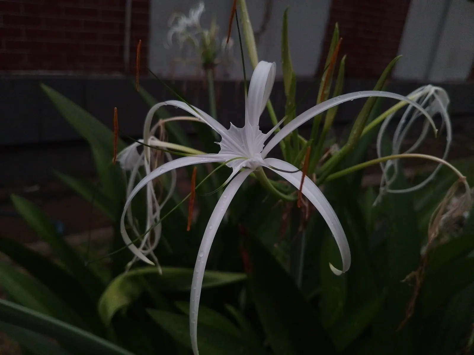 Spider Lily (Lycoris Radiata) — creating an illusion of spiders dancing atop the foliage-free stems.<br><br>As they are toxic if ingested; ensuring, image 132