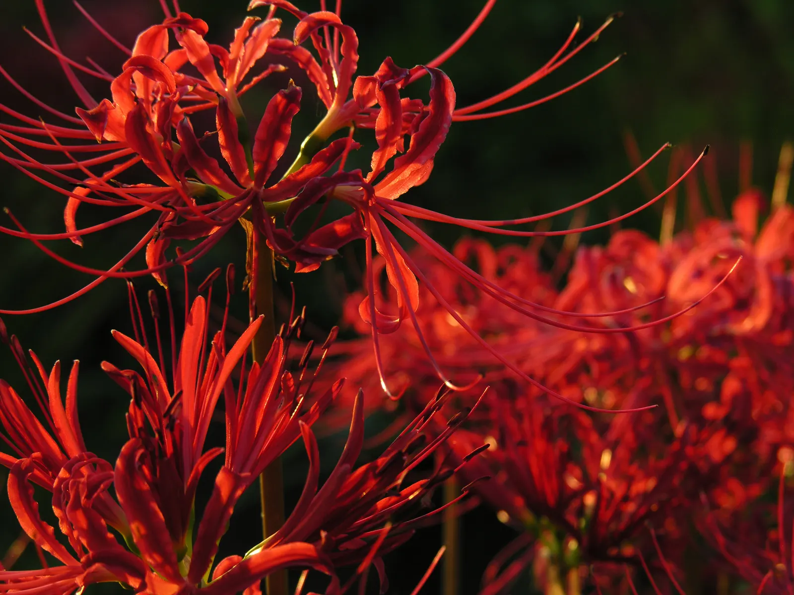 Spider Lily (Lycoris Radiata) — For visual impact, group them in clusters of 5 to 7 bulbs spaced approximately 8 to 10 inches apart; their flowers, image 135