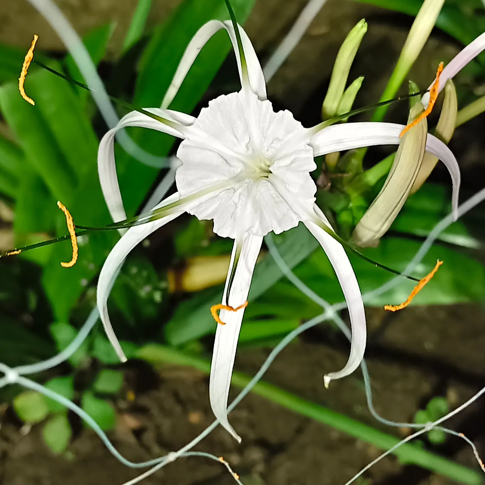 Spider Lily (Lycoris Radiata) — consider placing them in full sun to partial shade; reaching 1-2 feet in height, it's ideal for borders, image 153