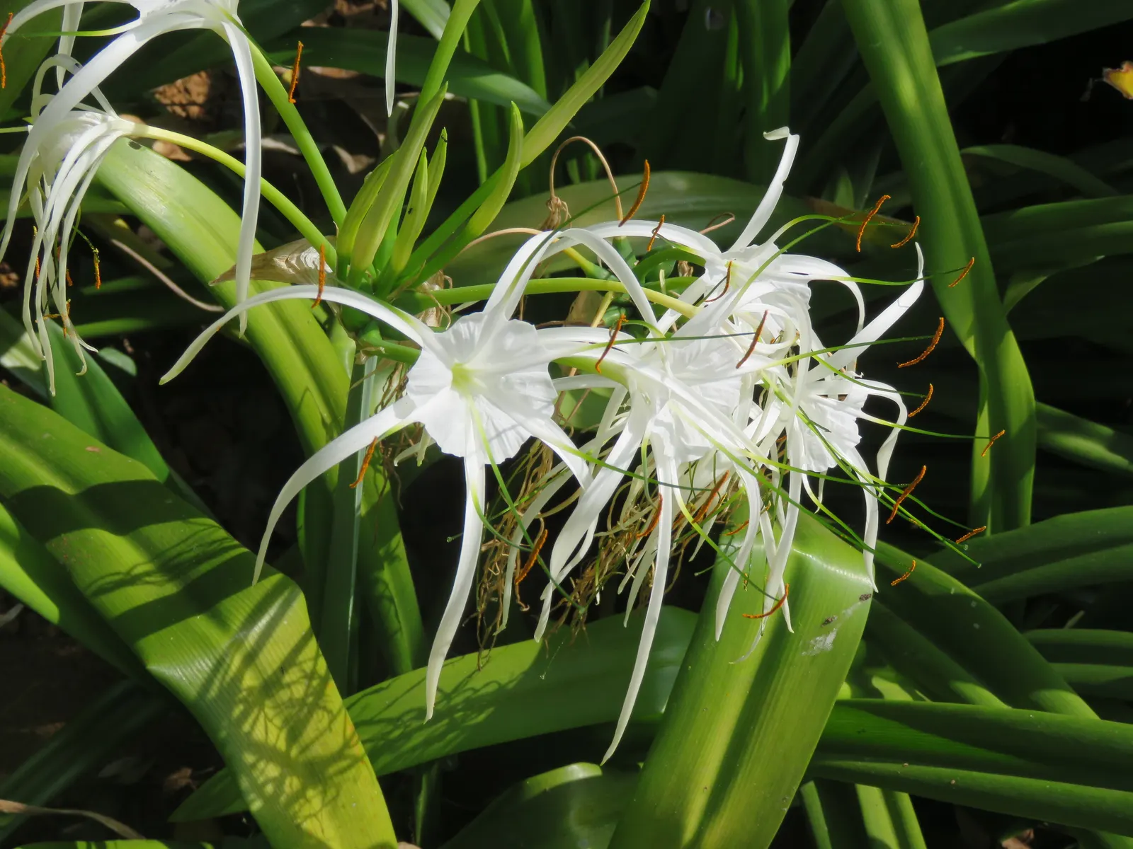 Spider Lily (Lycoris Radiata) — ensuring a dramatic autumnal display in residential or commercial landscapes.<br><br>Remember; reaching 1-2 feet in, image 221