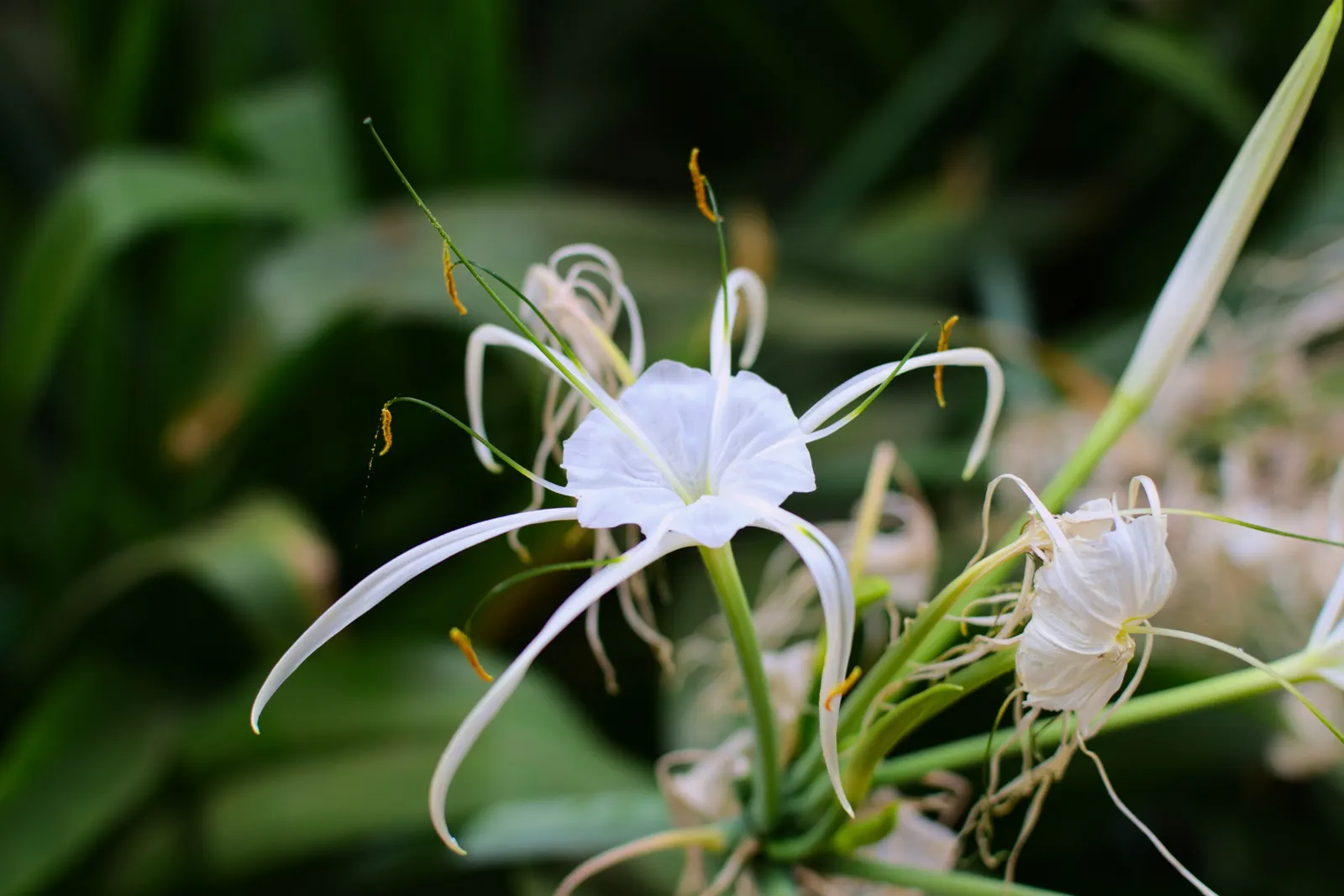 Spider Lily (Lycoris Radiata) — For visual impact, group them in clusters of 5 to 7 bulbs spaced approximately 8 to 10 inches apart; their flowers, image 191