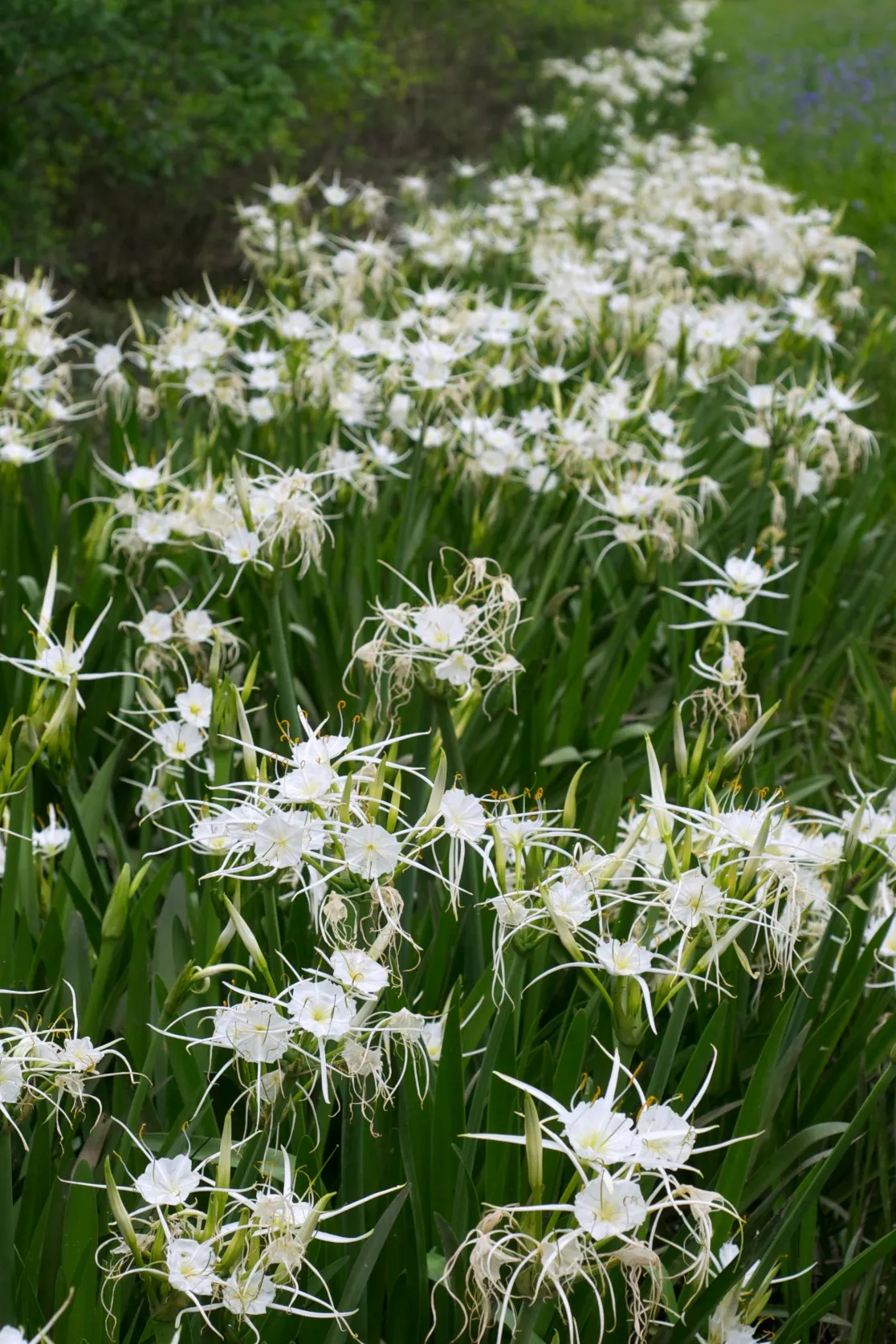 Spider Lily (Lycoris Radiata) — red flowers in the garden; which emerge in late summer to early fall, image 166