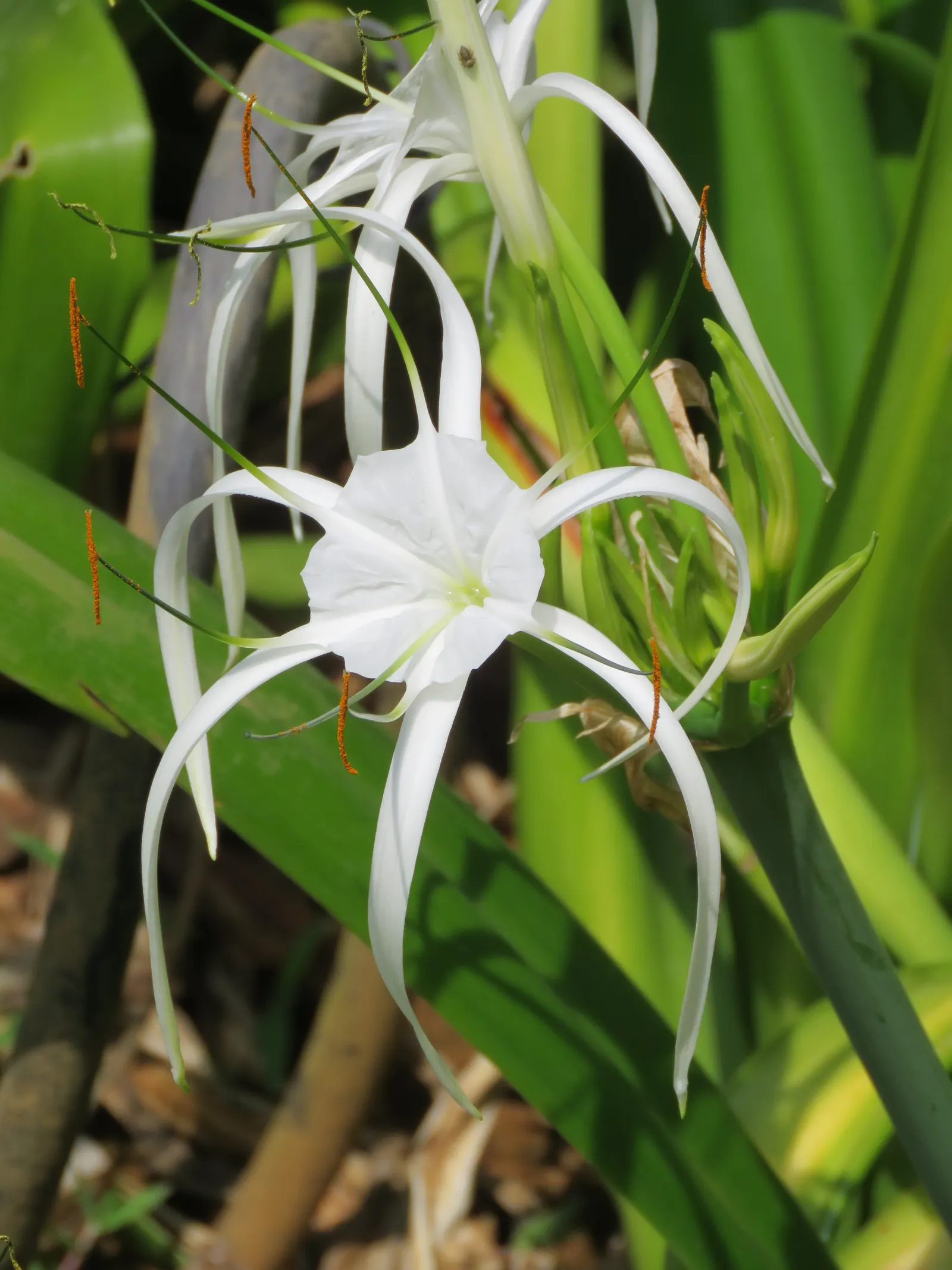 Spider Lily (Lycoris Radiata) — red flowers in the garden; which emerge in late summer to early fall, image 194