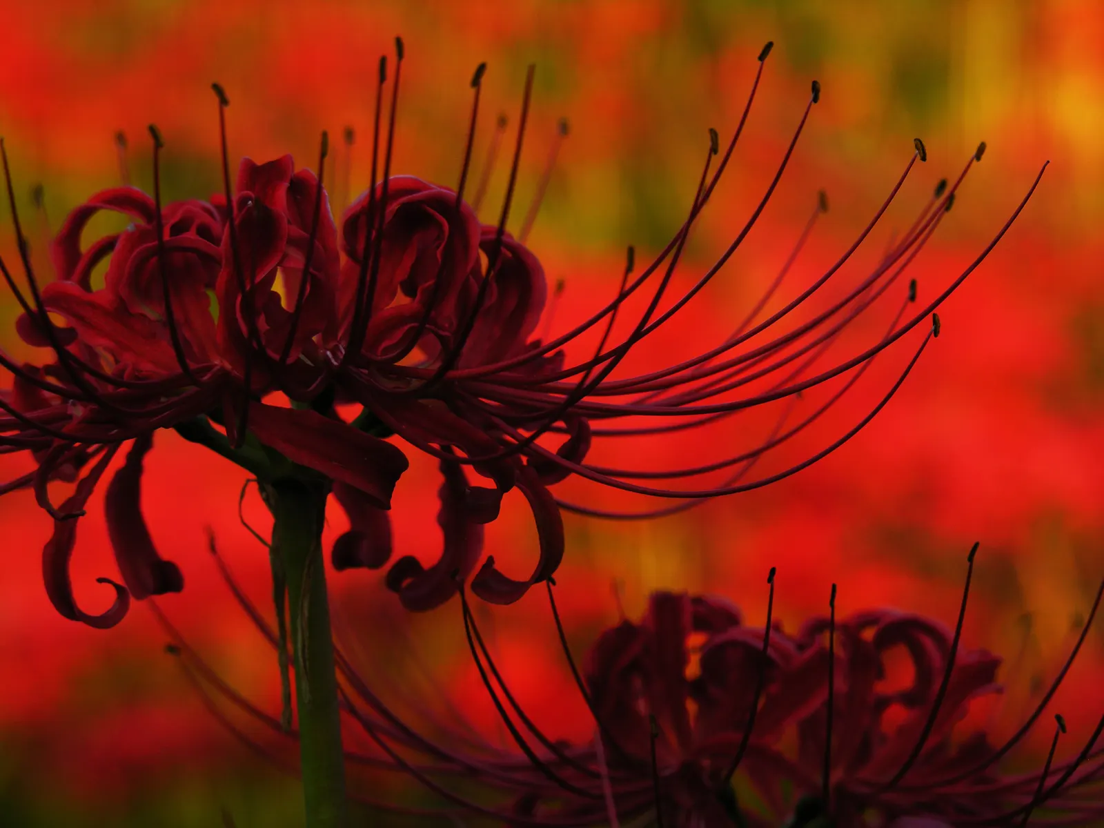 Spider Lily (Lycoris Radiata) — providing an eye-catching display when many other flowers have faded.<br><br>When designing with Spider Lilies, image 180