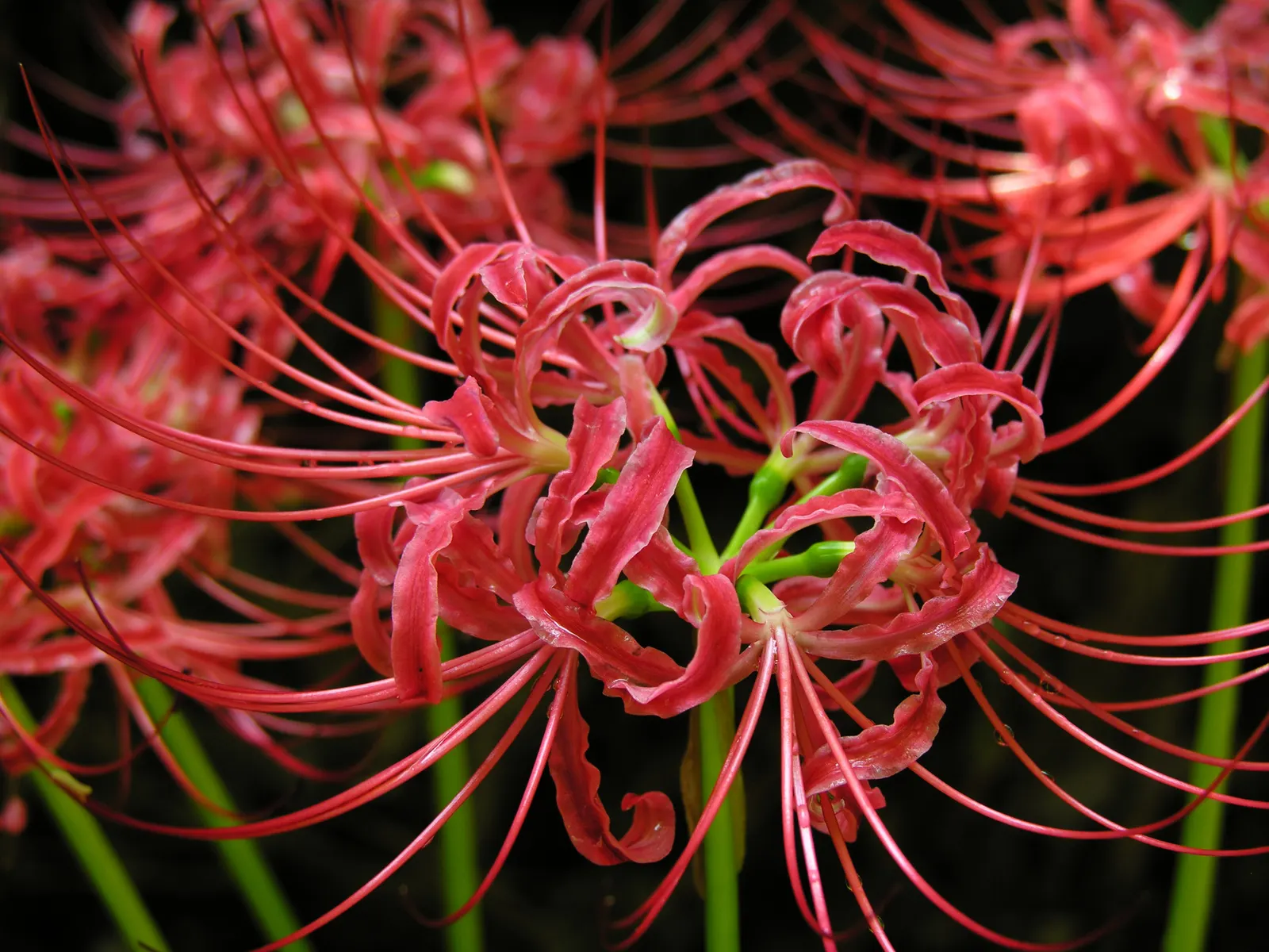 Spider Lily (Lycoris Radiata) — Reaching 1-2 feet in height, it's ideal for borders; ensuring a dramatic autumnal display in residential or commercial