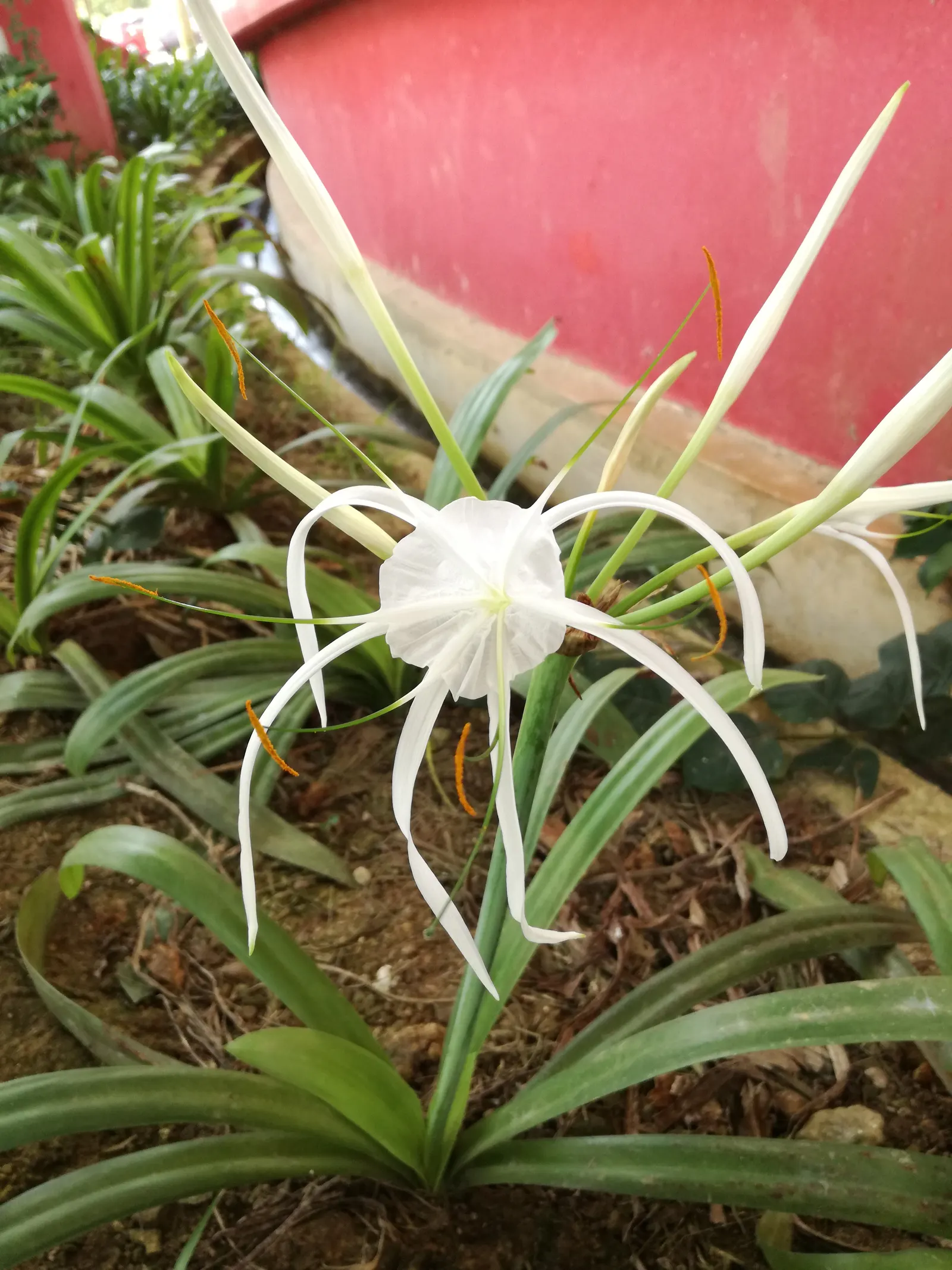 Spider Lily (Lycoris Radiata) — this plant is coveted for its unique and striking spidery blossoms; which emerge in late summer to early fall, image 206