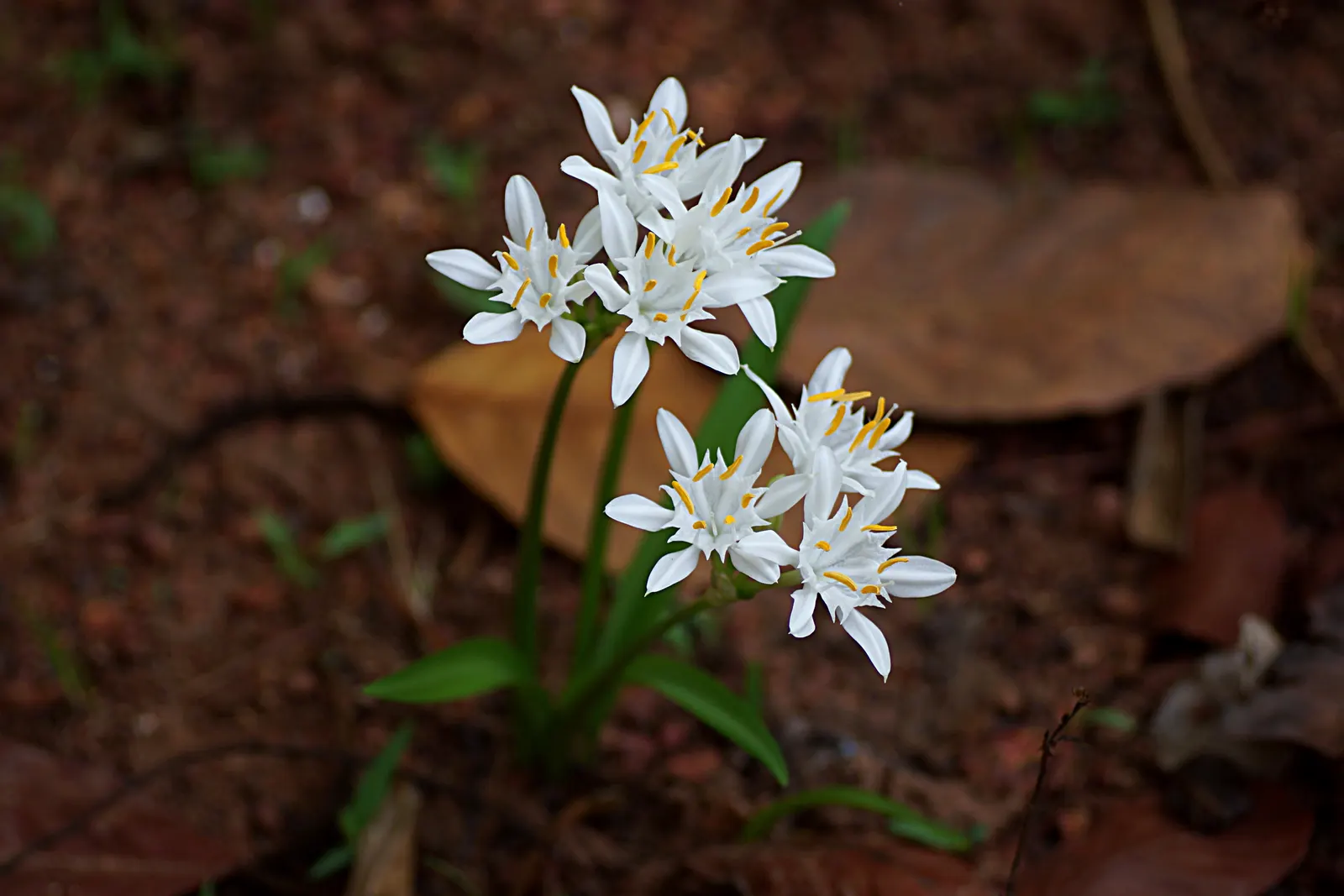 Spider Lily (Lycoris Radiata) — though they will thrive with regular
