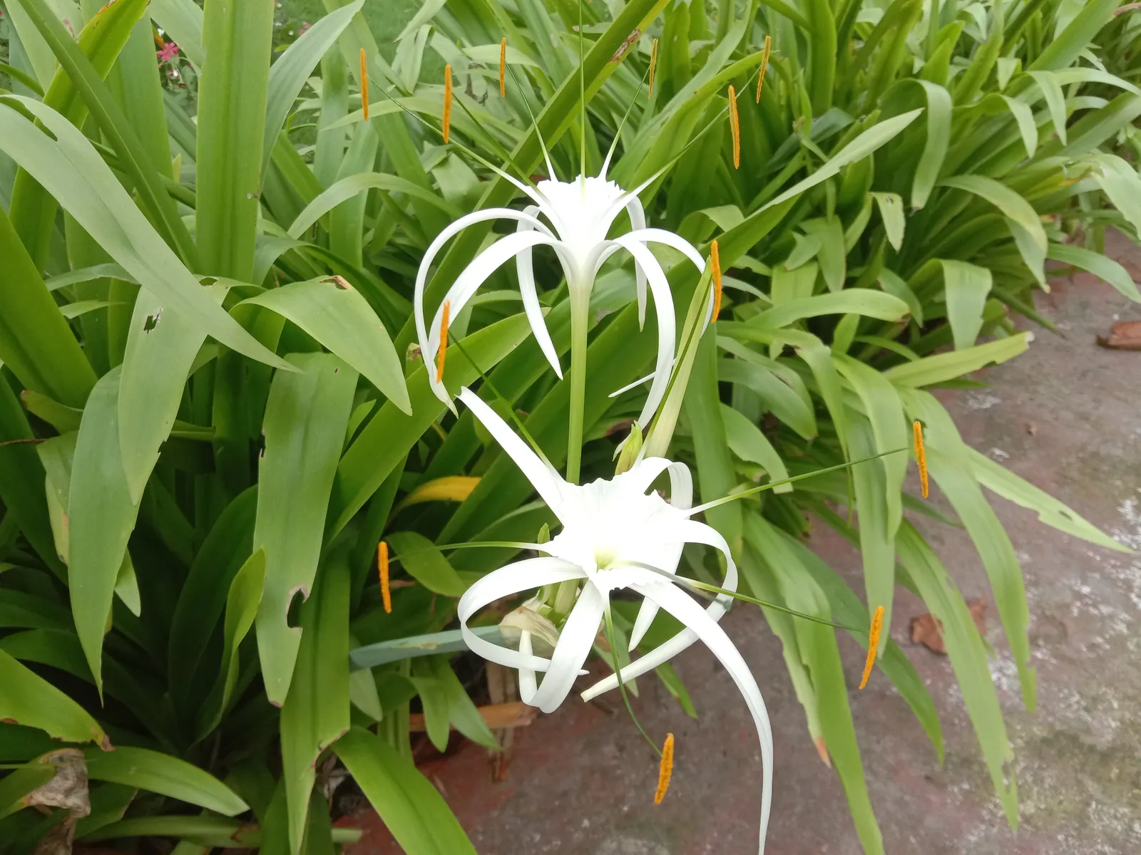 Spider Lily (Lycoris Radiata) — providing an eye-catching display when many other flowers have faded.<br><br>When designing with Spider Lilies, image 152