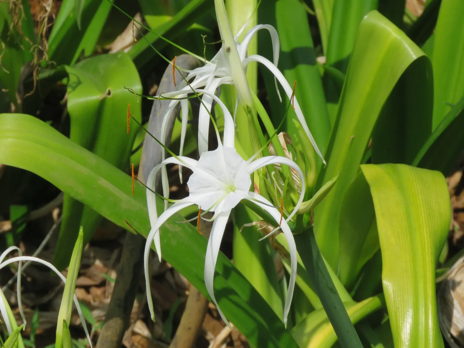 Spider Lily (Lycoris Radiata) — which emerge in late summer to early fall; their flowers are vibrant red with narrow, image 123