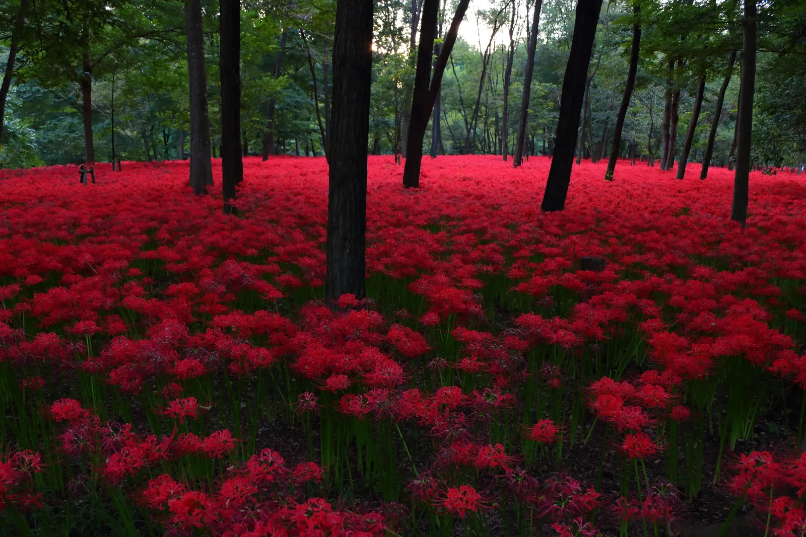Spider Lily (Lycoris Radiata) — Blooms are deer-resistant, attracting onlookers but deterring wildlife; their flowers are vibrant red with narrow, image 119